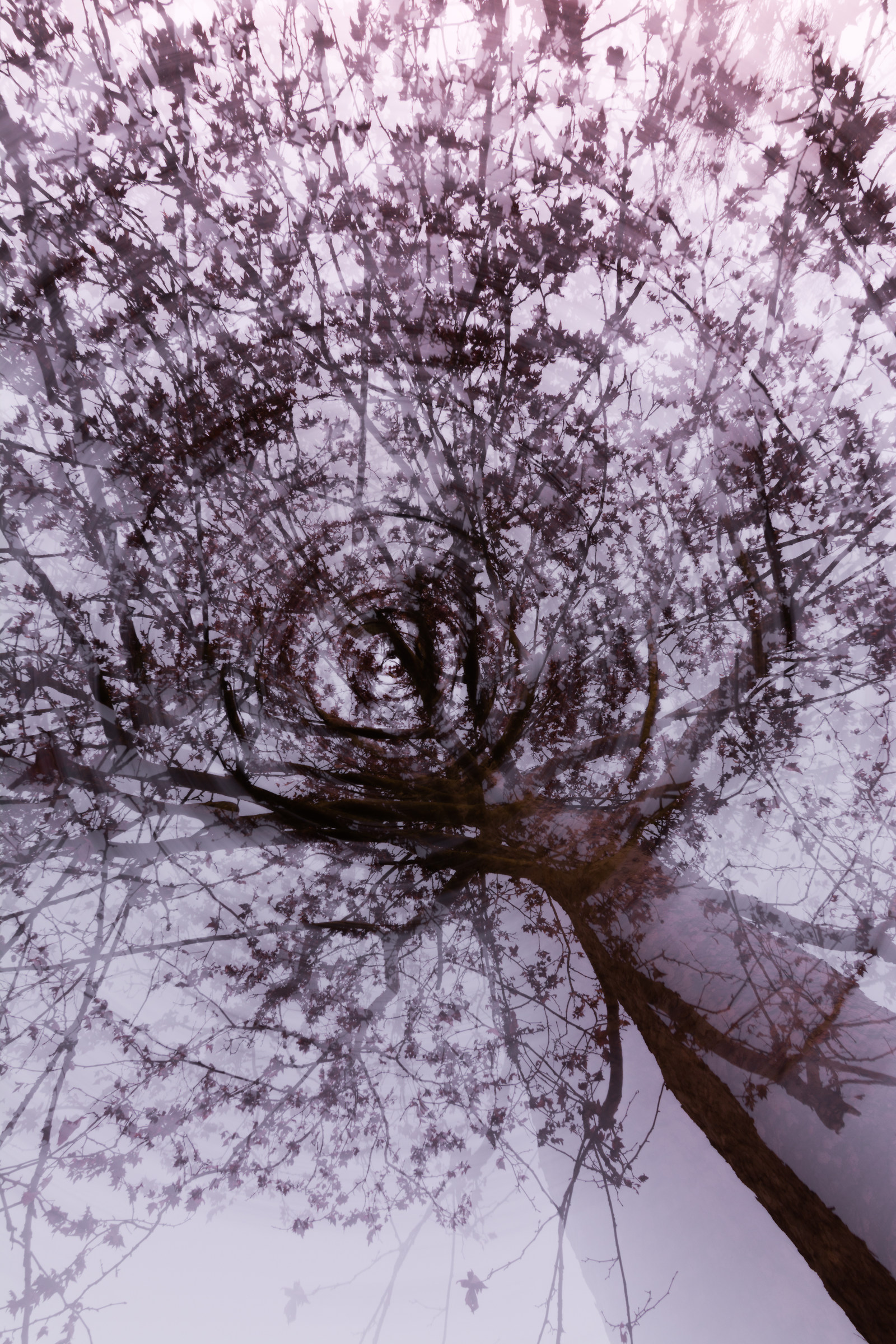 The plane tree and the pond