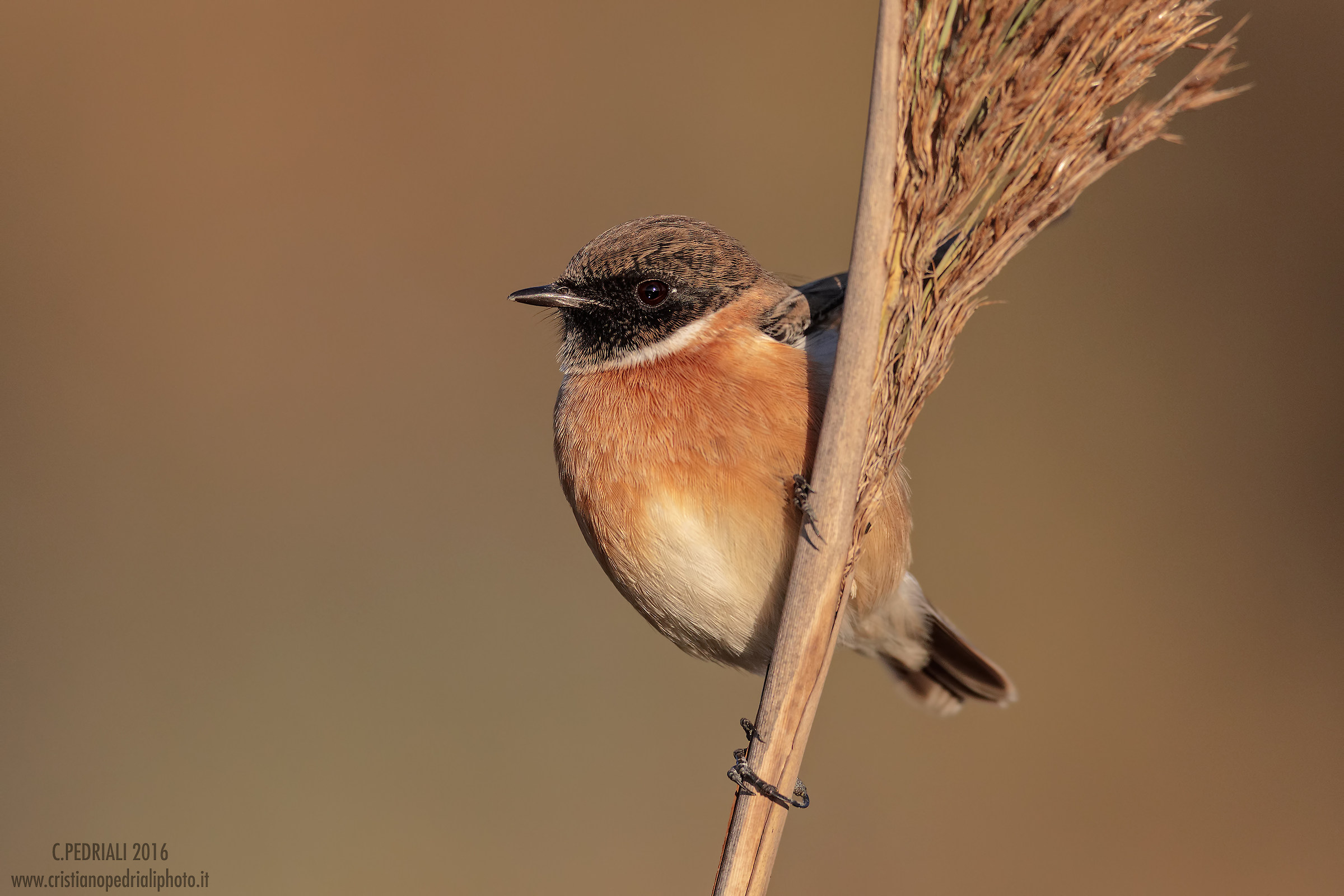 Stonechat and sunset ..