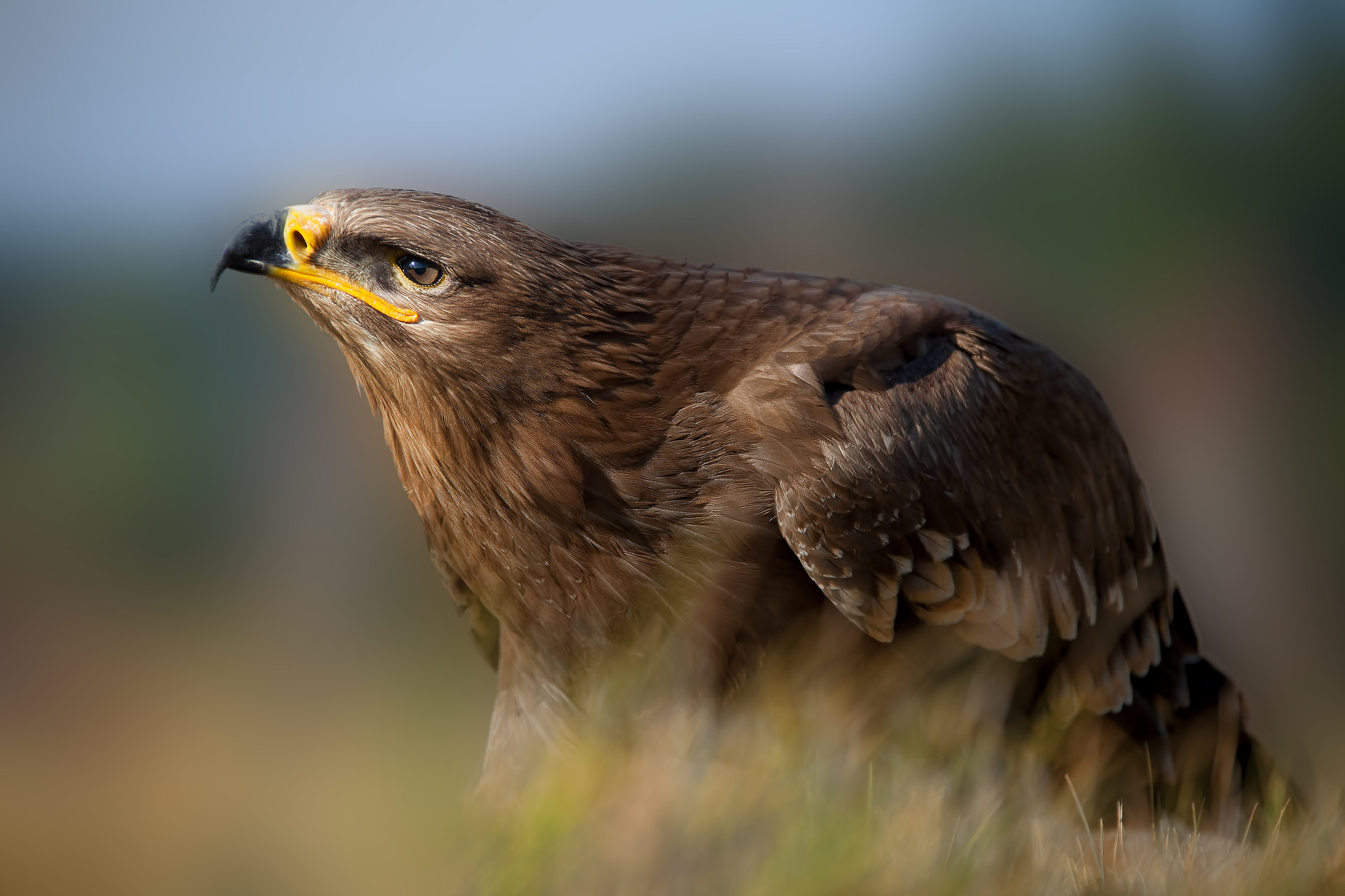 steppe eagle [Aquila nipalensis]