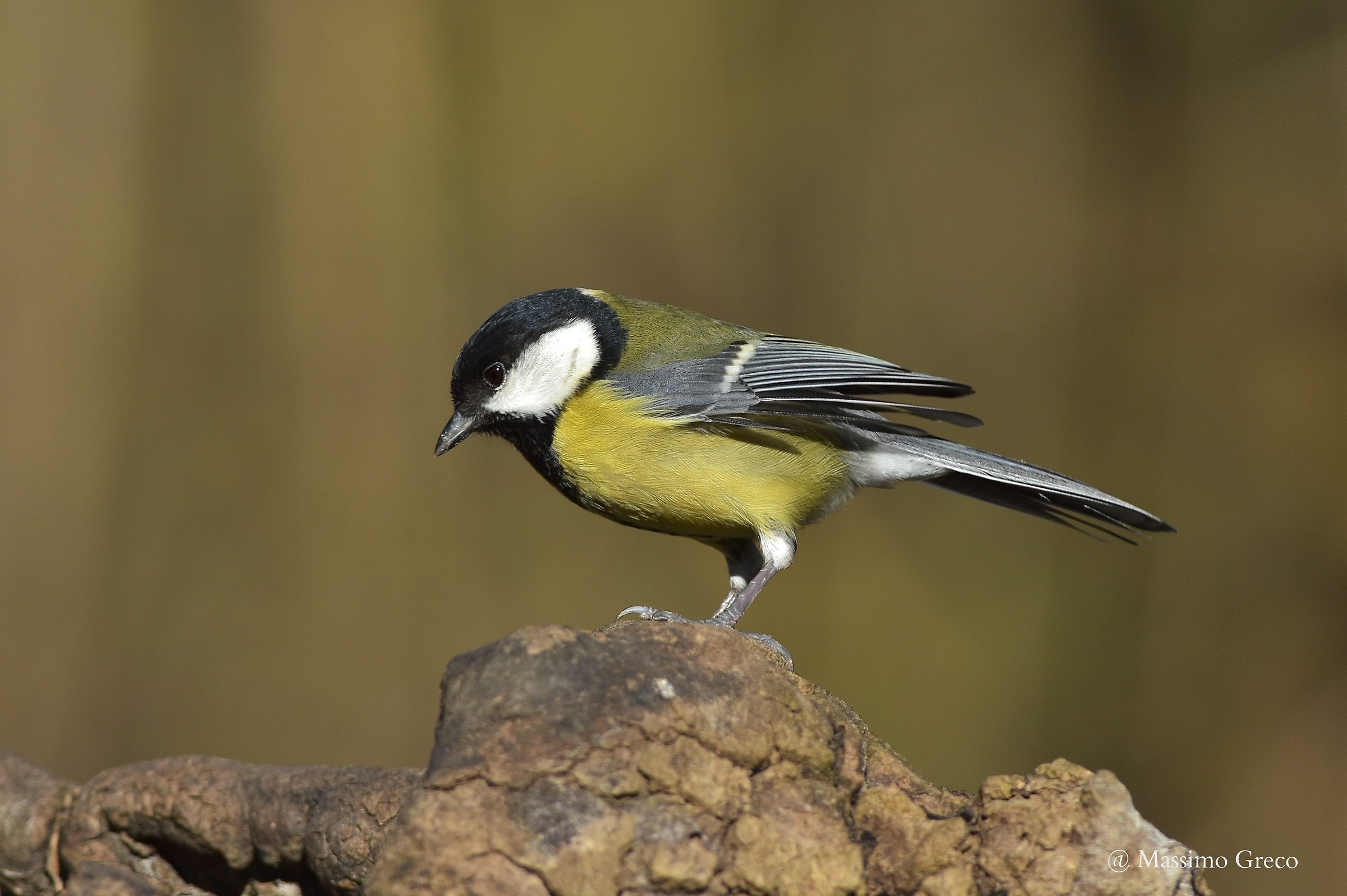 Cinciallegra (Parus major)