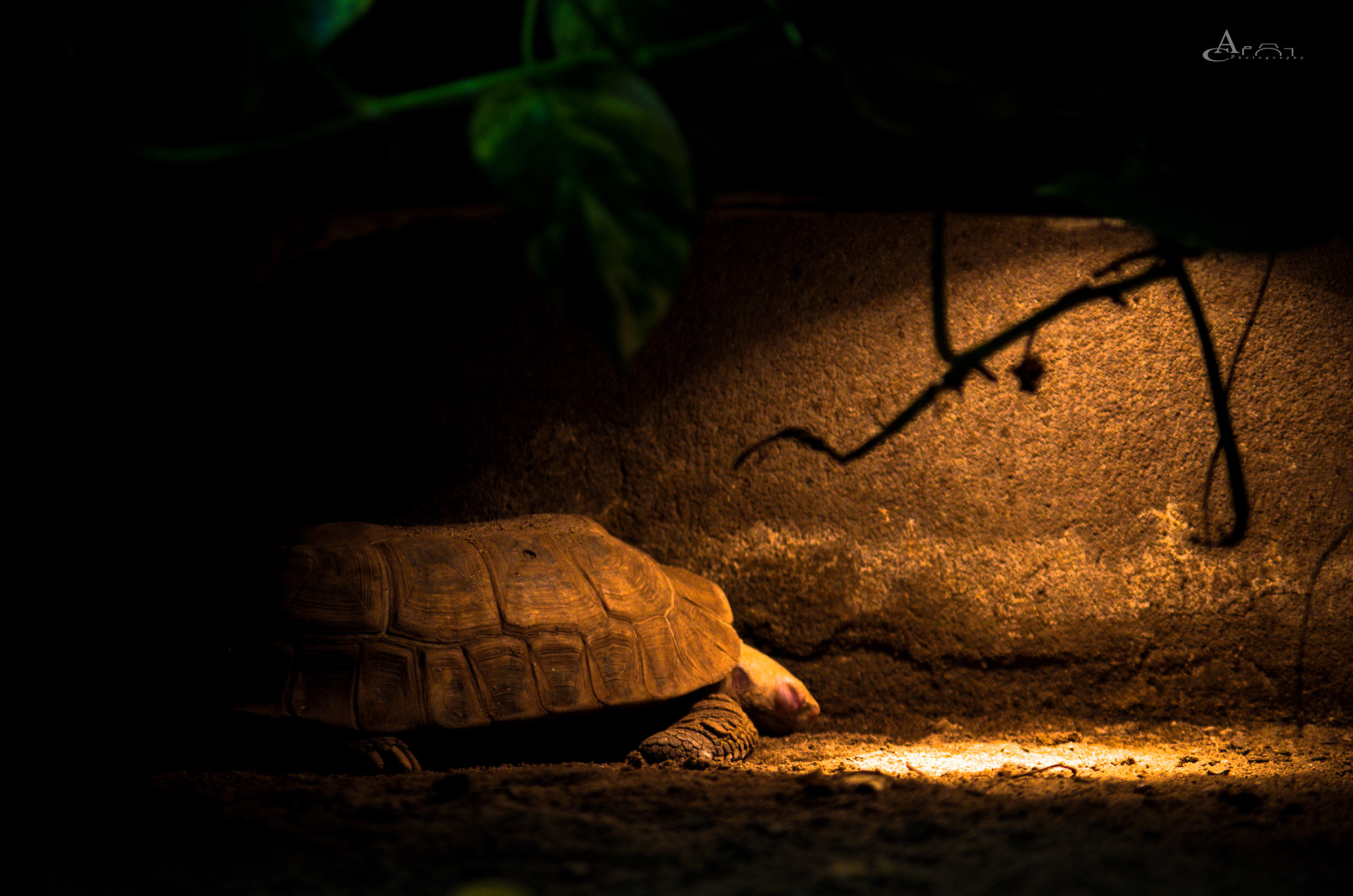 Dolce dormir di tartaruga