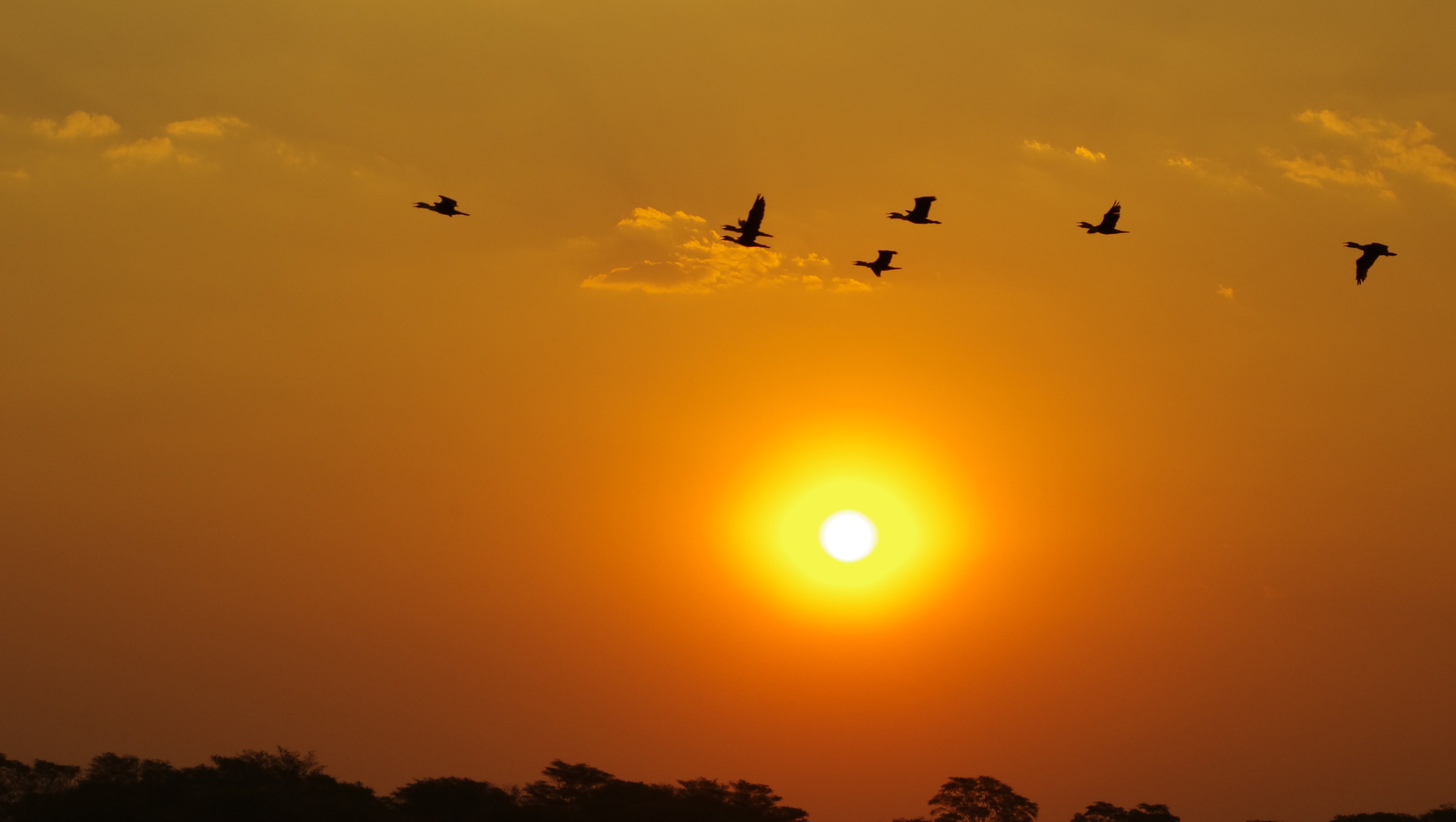 flock over River Shire