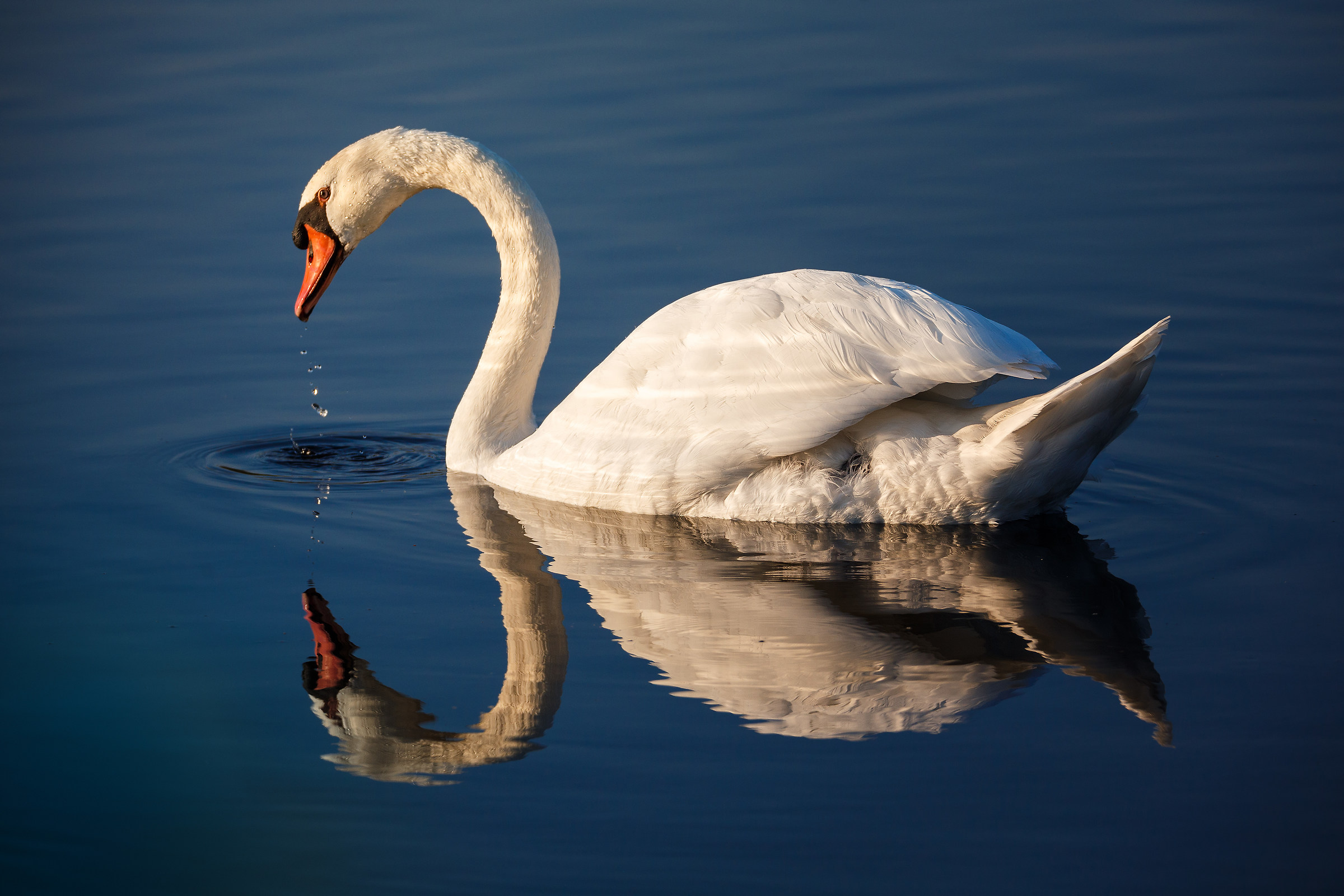 Swan at sunset