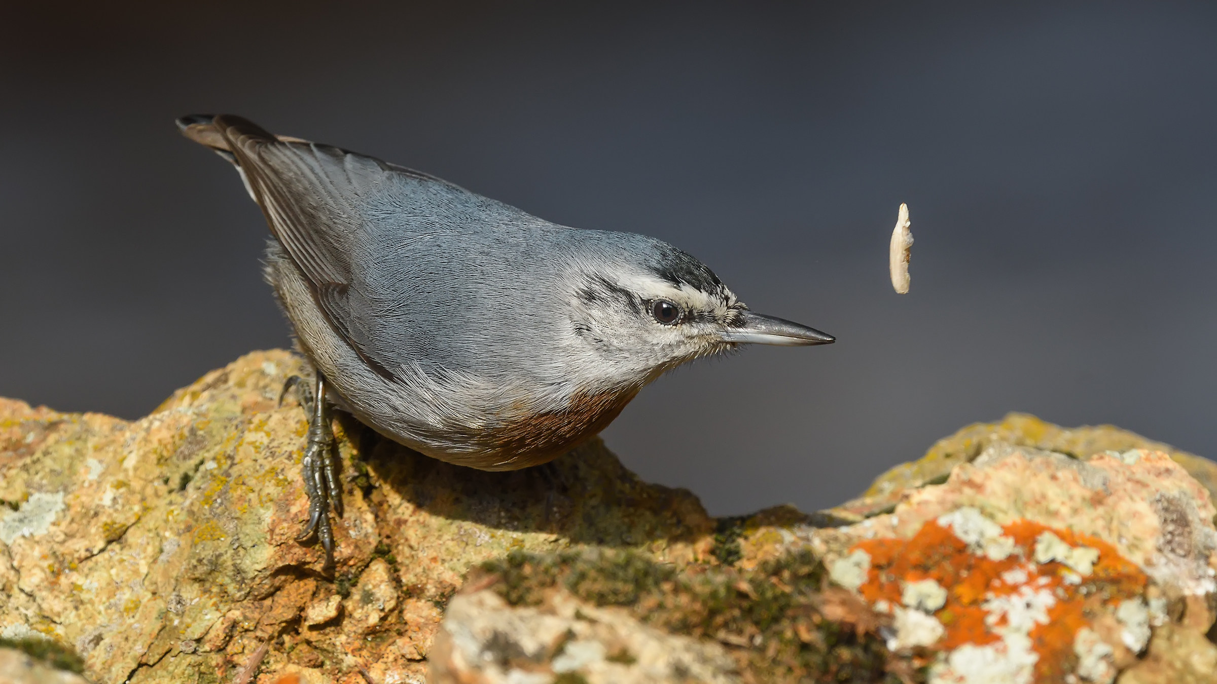 Krüper`s Nuthatch - Sitta krueperi
