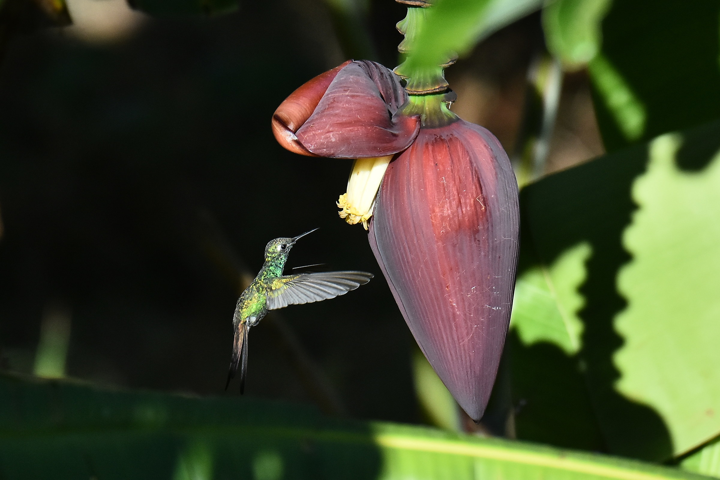 colibrì sul fiore del banano