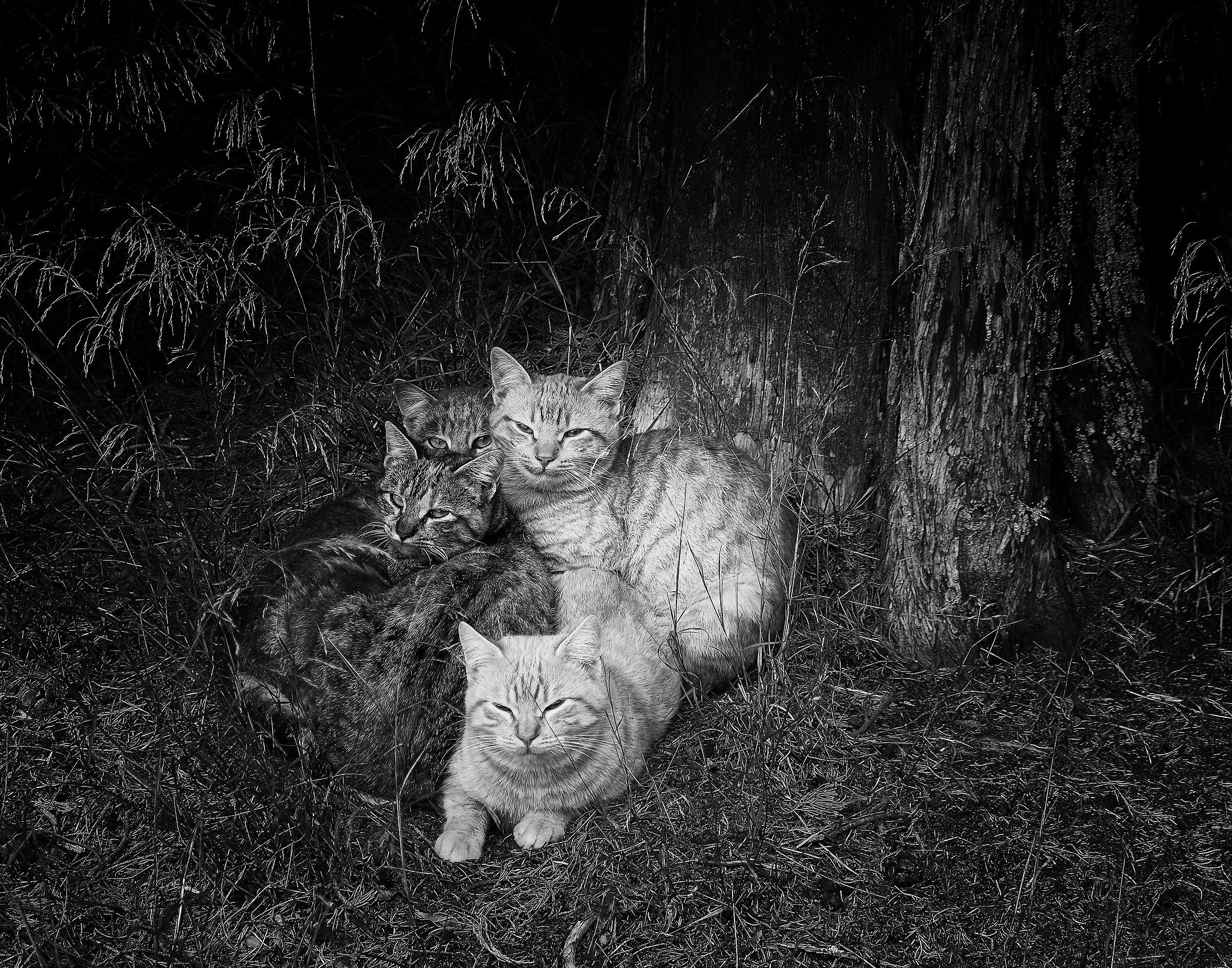 Four cats on Grey Velvet