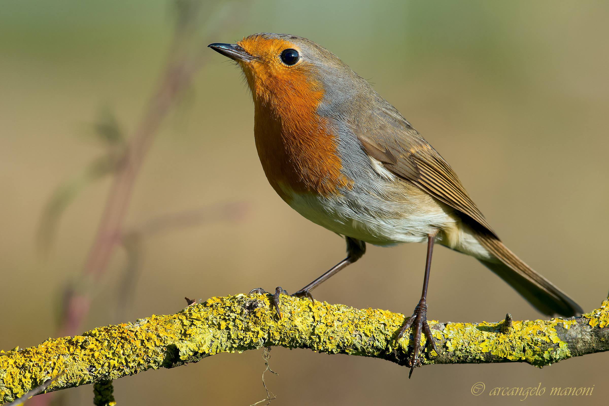 Robin col trecentone liscio