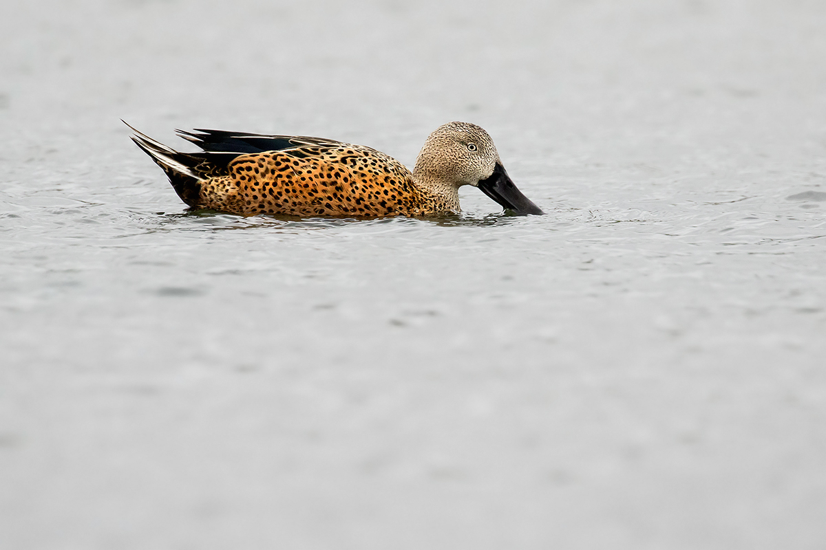 red Shoveler