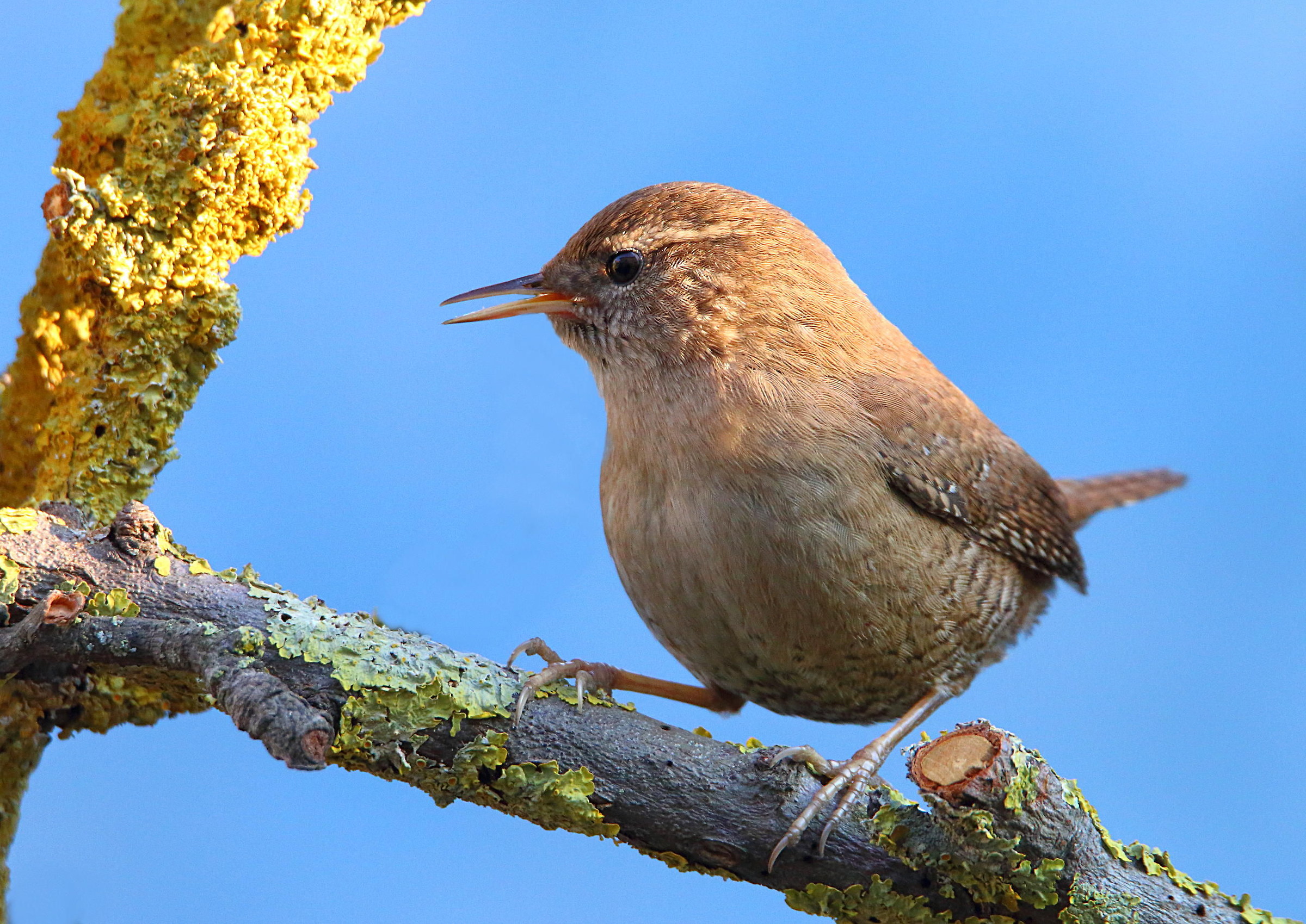 Wren