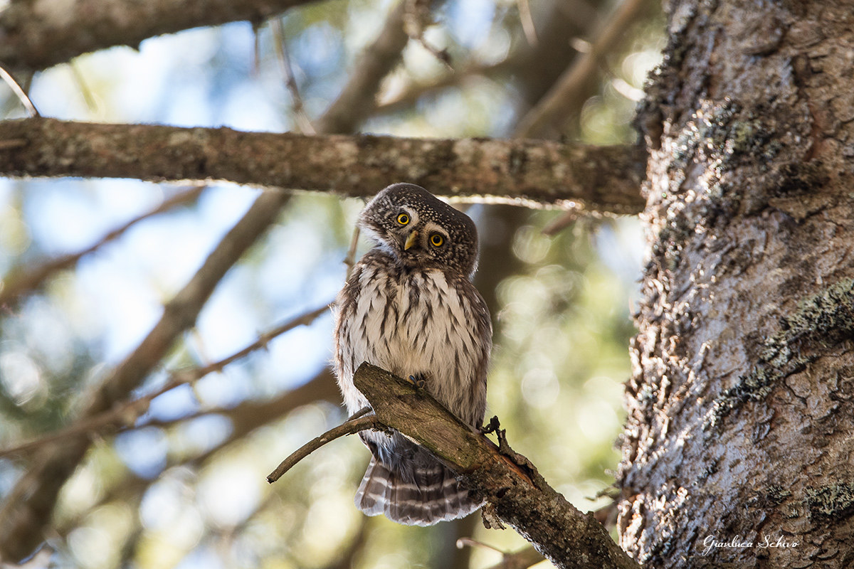pygmy owl