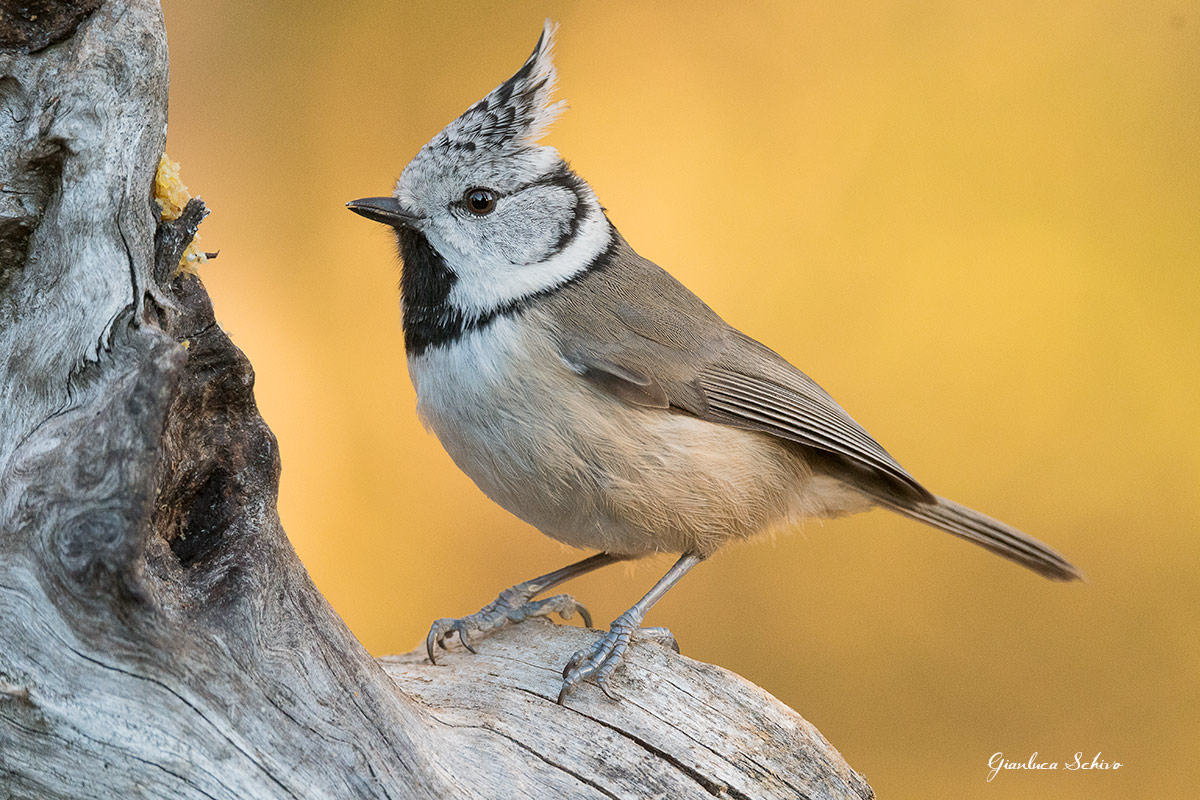 Crested Tit
