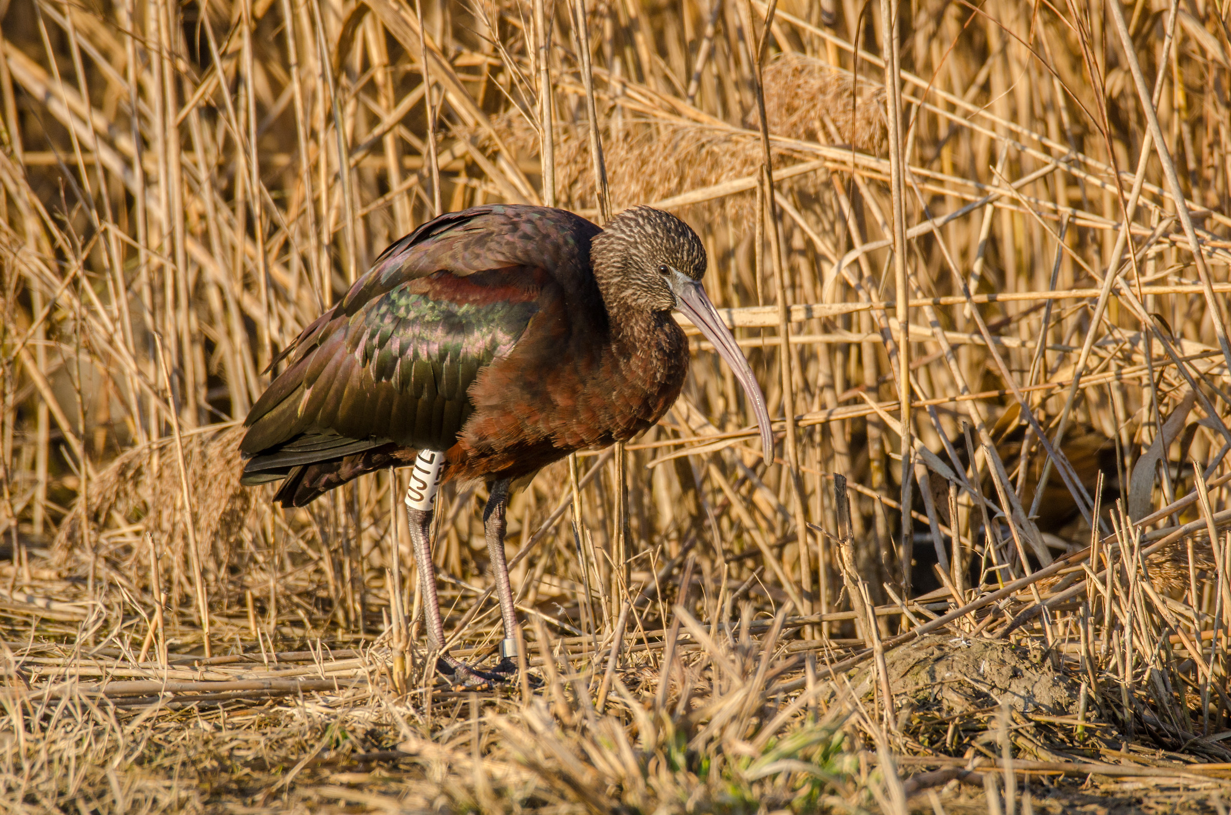 glossy ibis with the ring