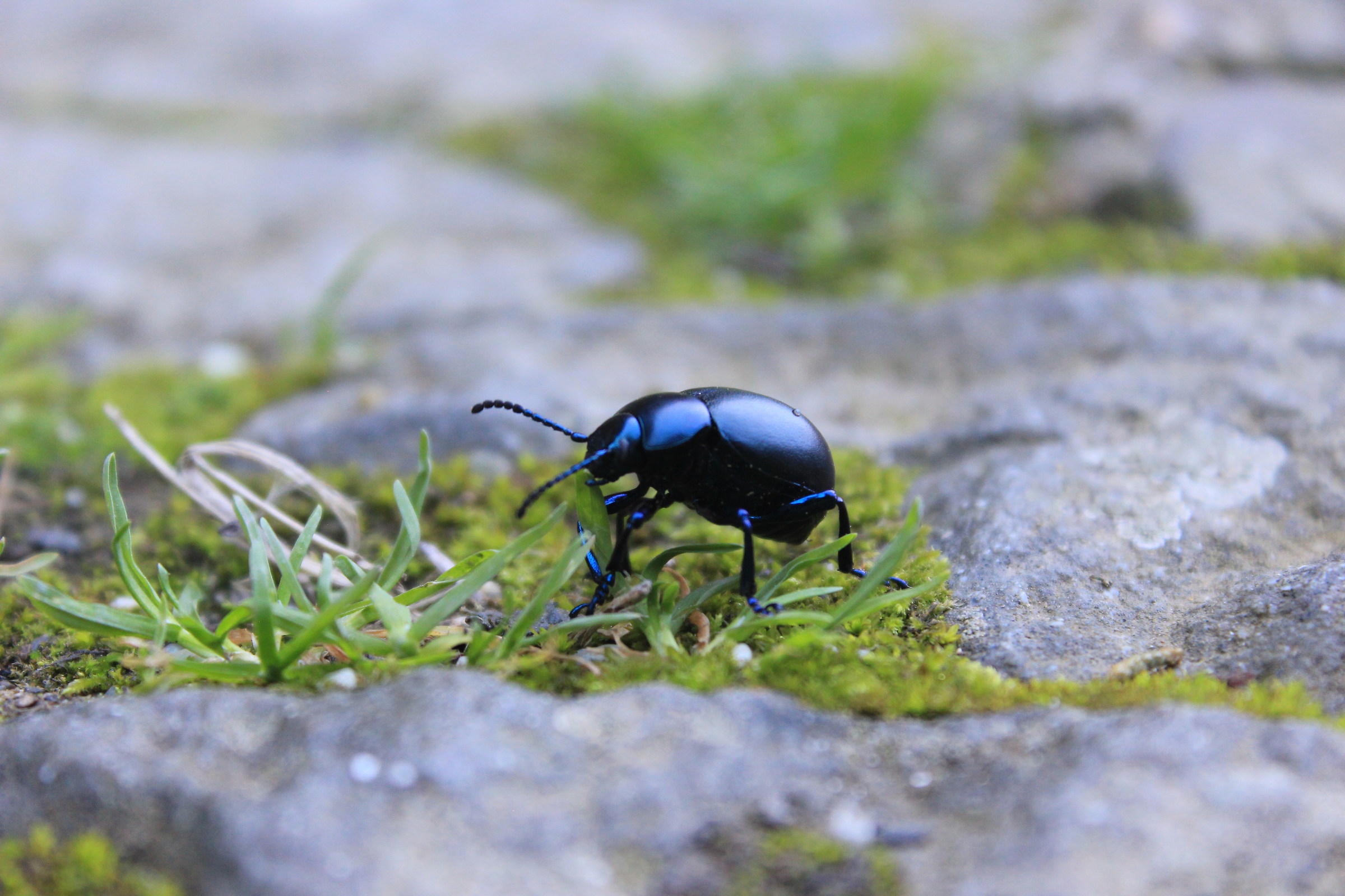 Monterosso. Cucaracha al Camposanto.