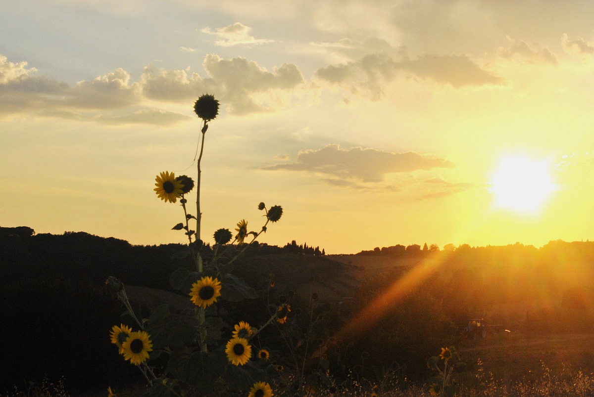 raggio di sole e   girasole