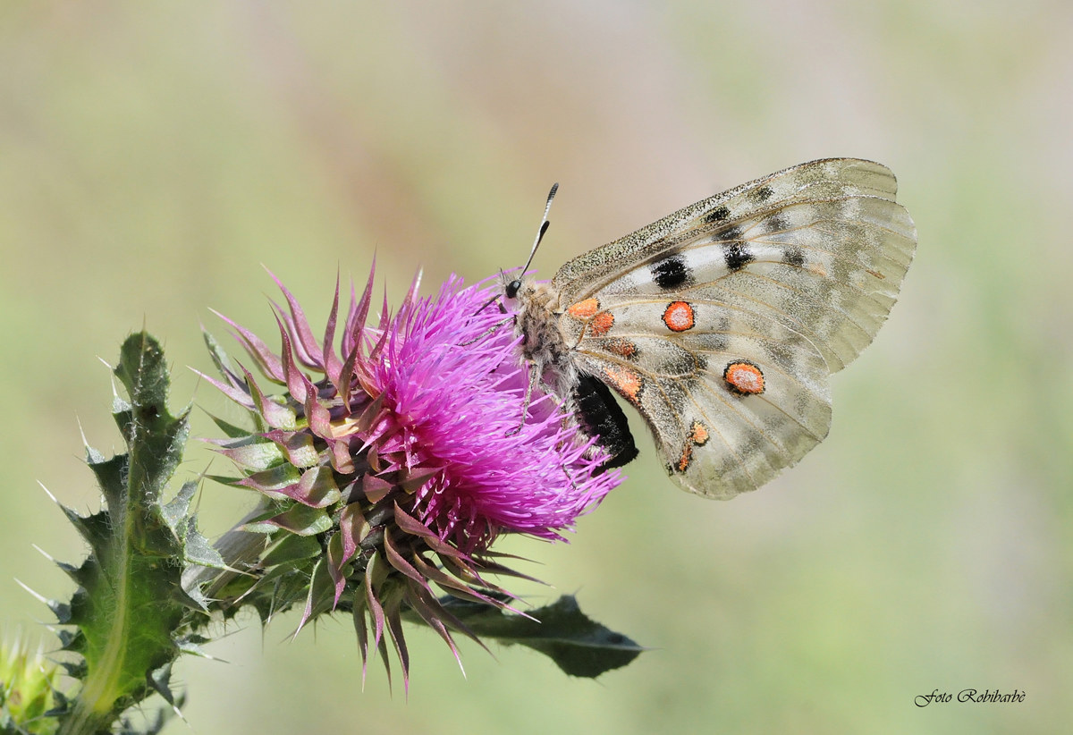 L'Apollo sul cardo...