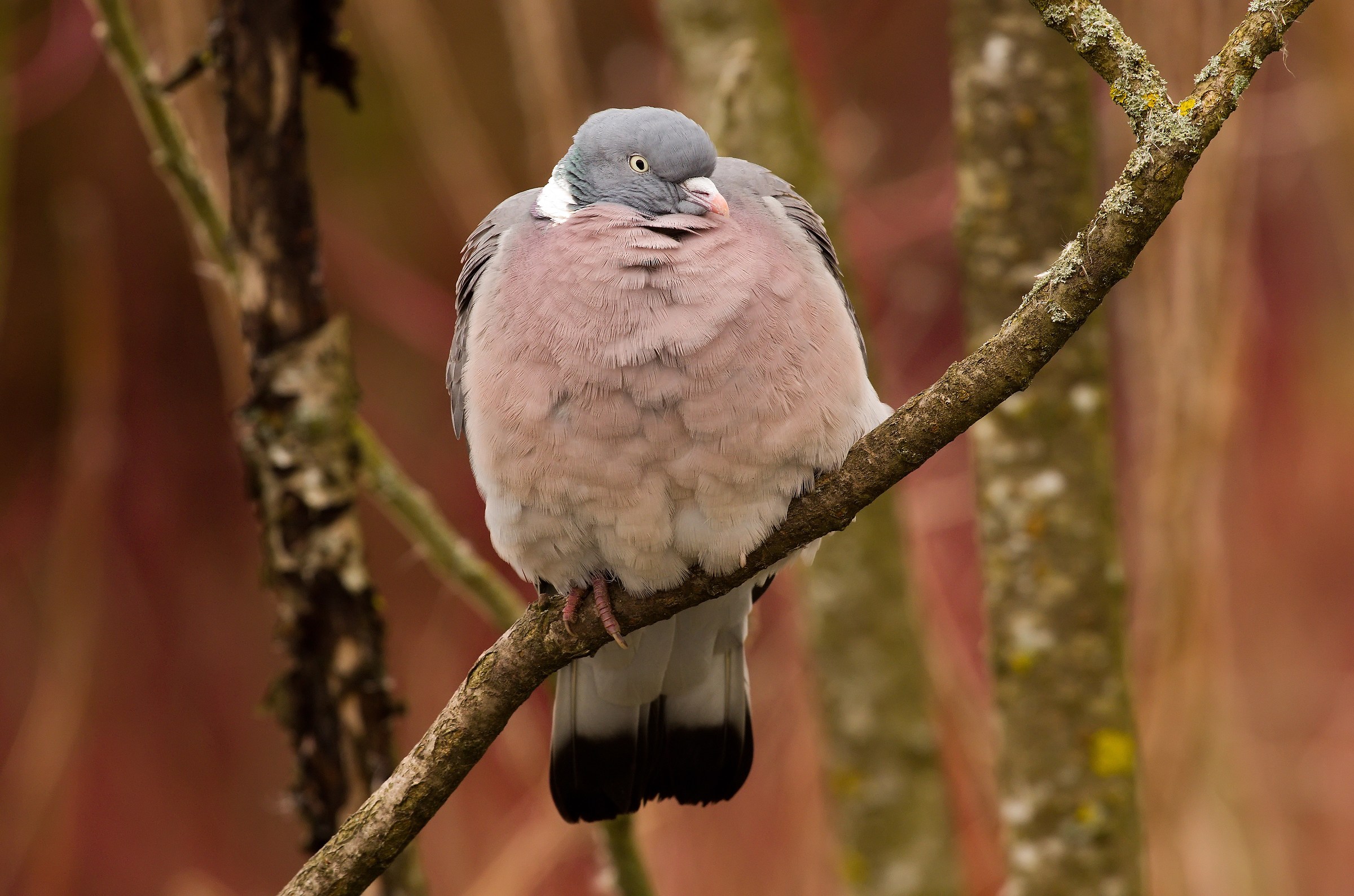 Wood Pidgeon