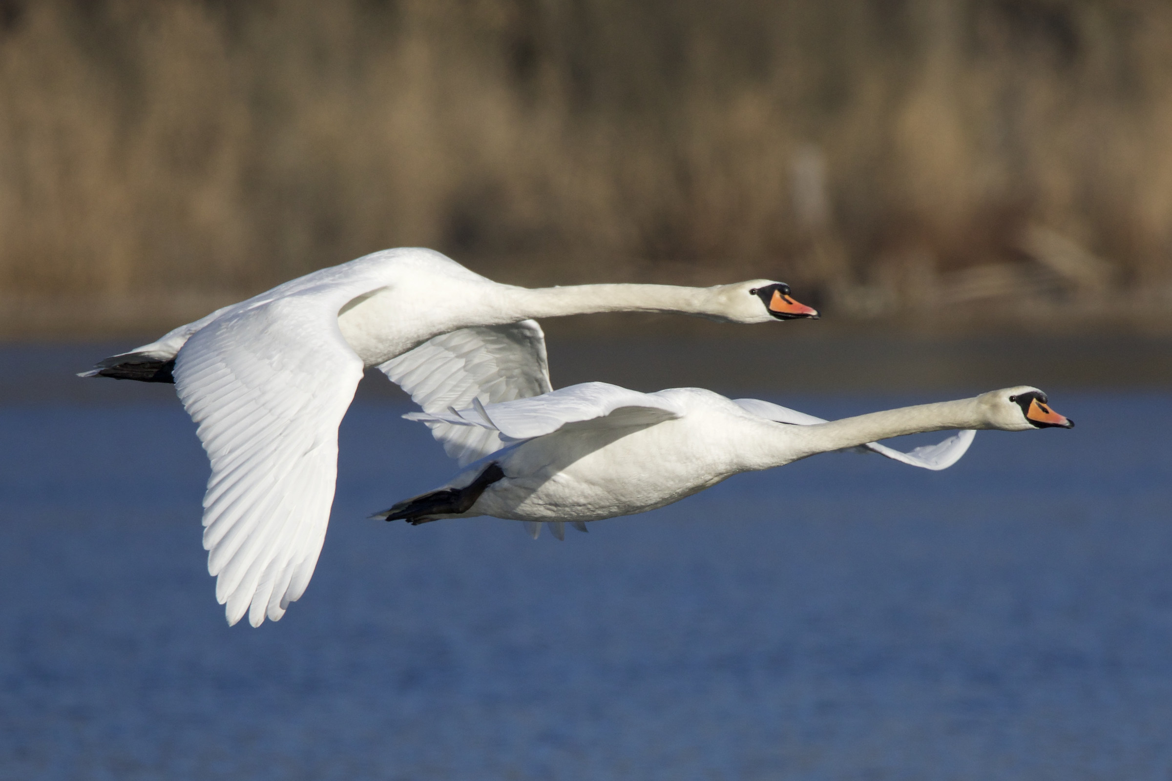 the flight of swans