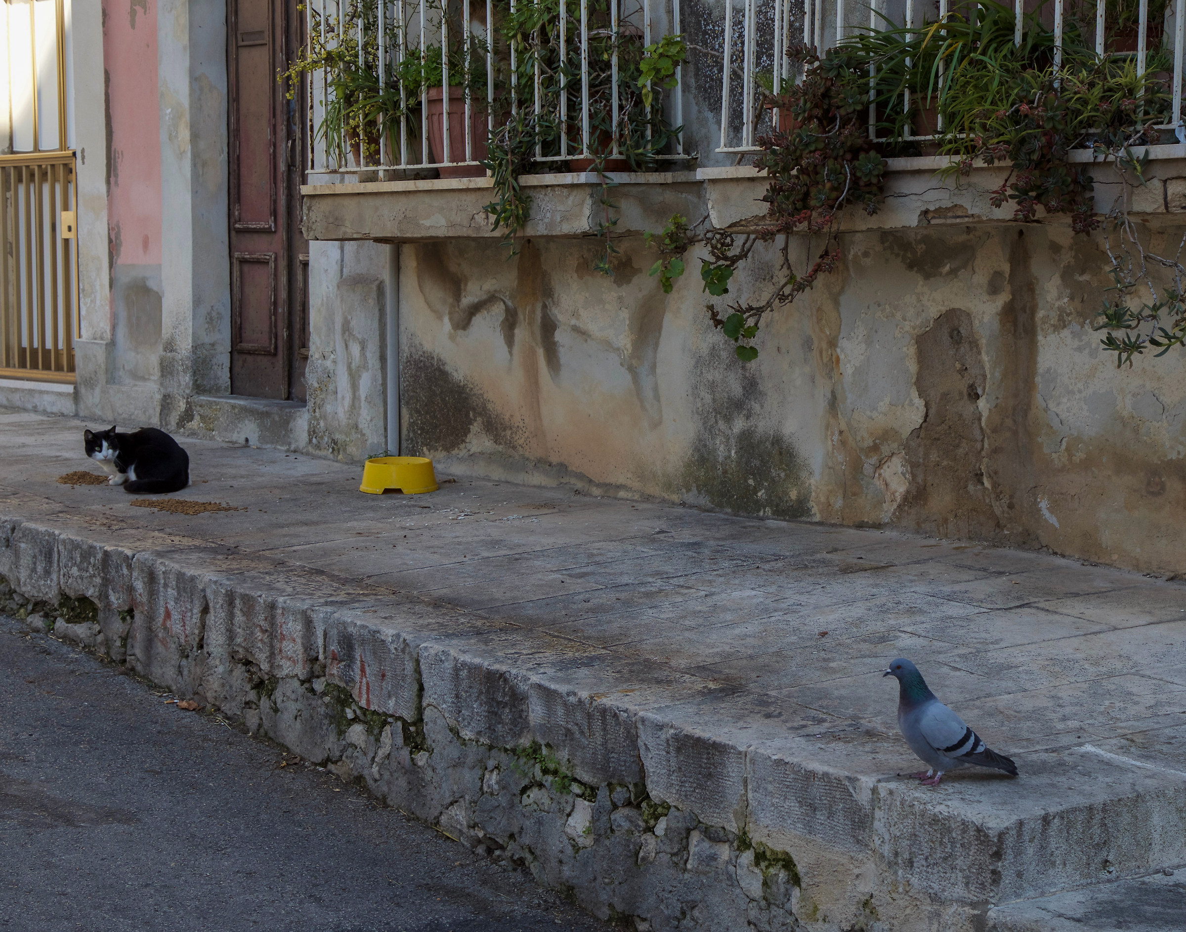Crunchy or colombino?