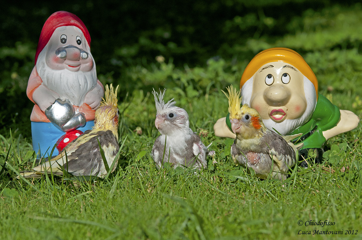 Cockatiels and dwarves ... neighbors!