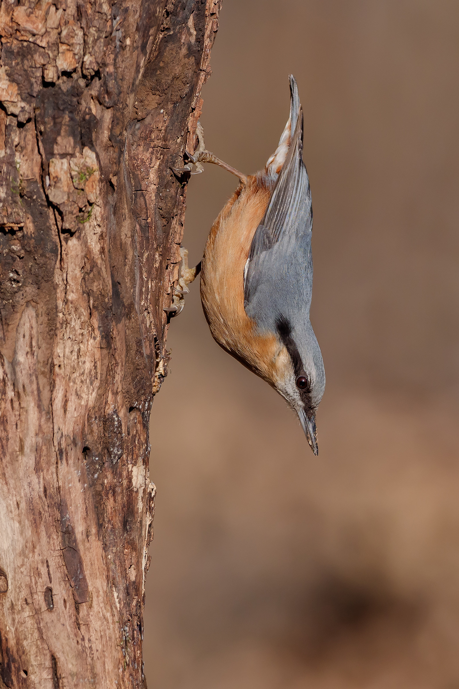 nuthatch