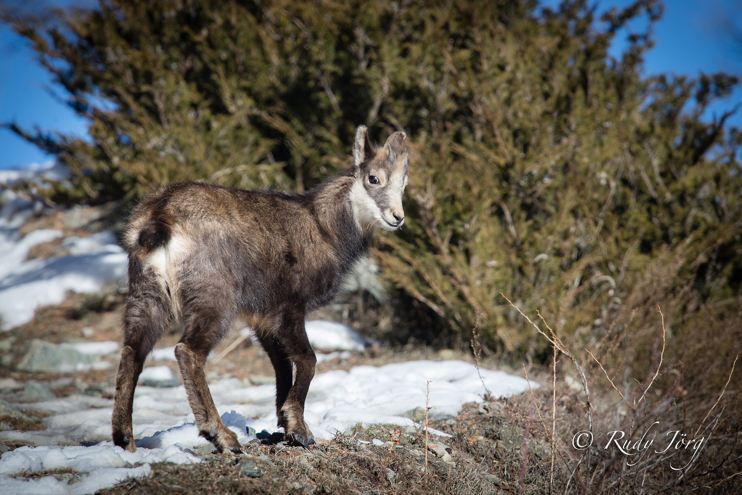 Chamois