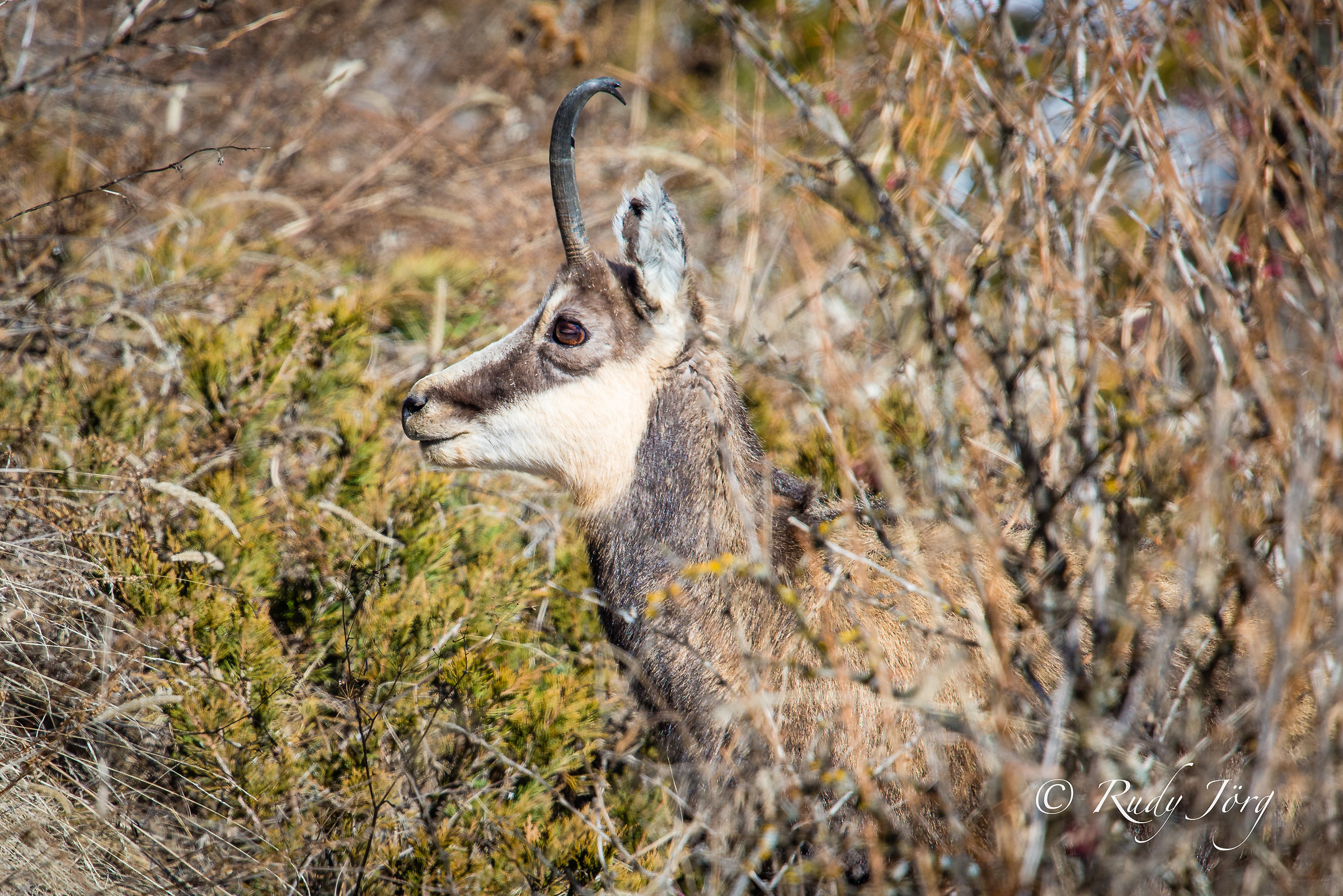 Chamois
