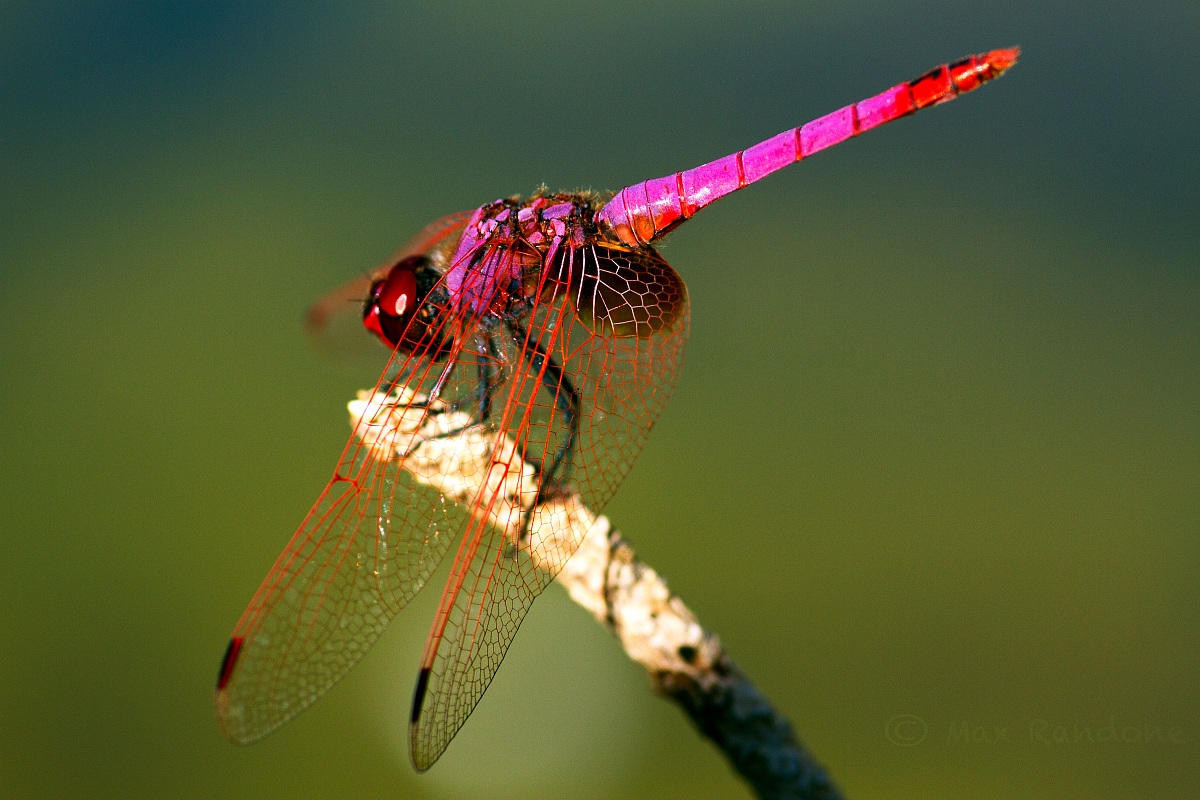 red dragonfly