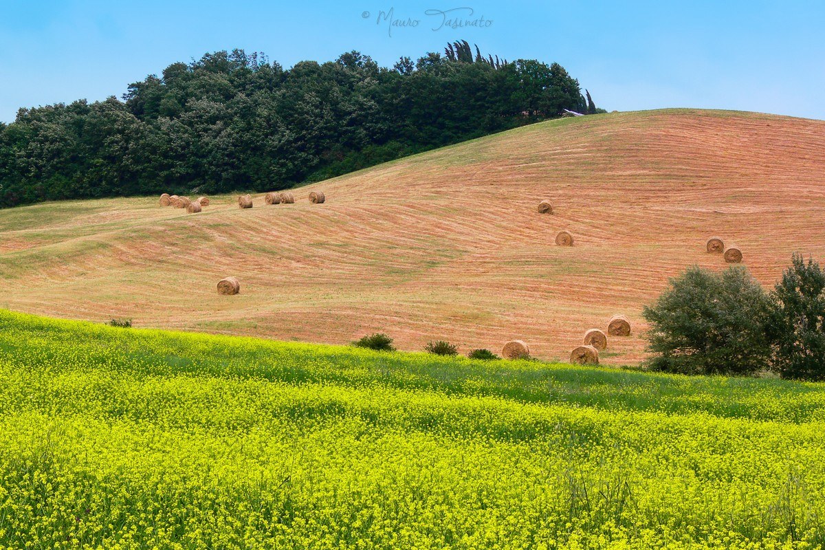 Collina Toscana