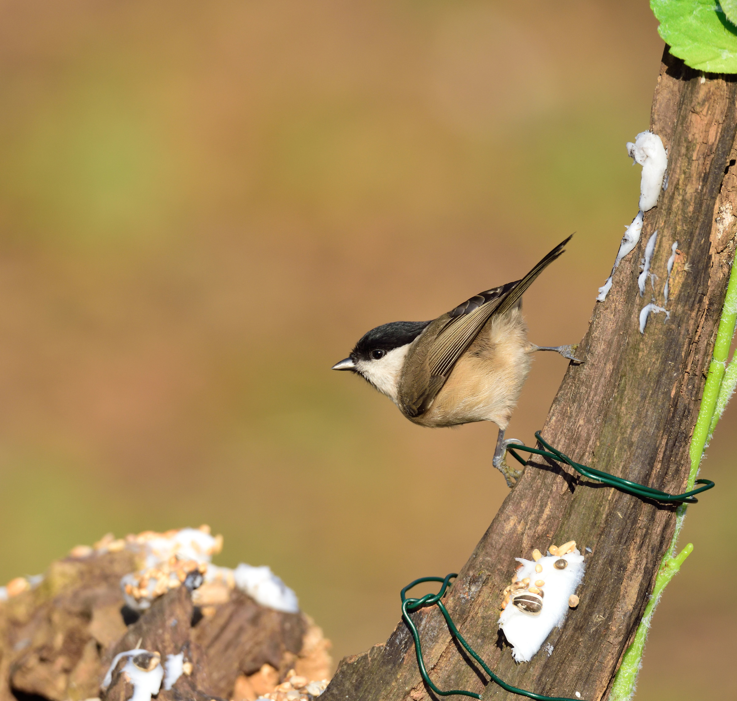 willow tit