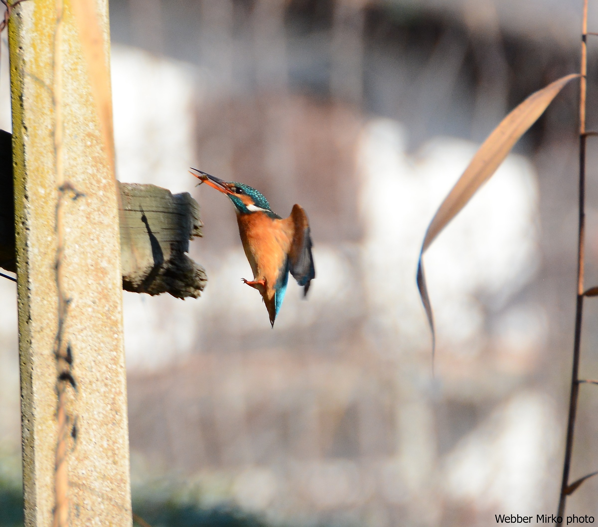 Kingfisher with prey