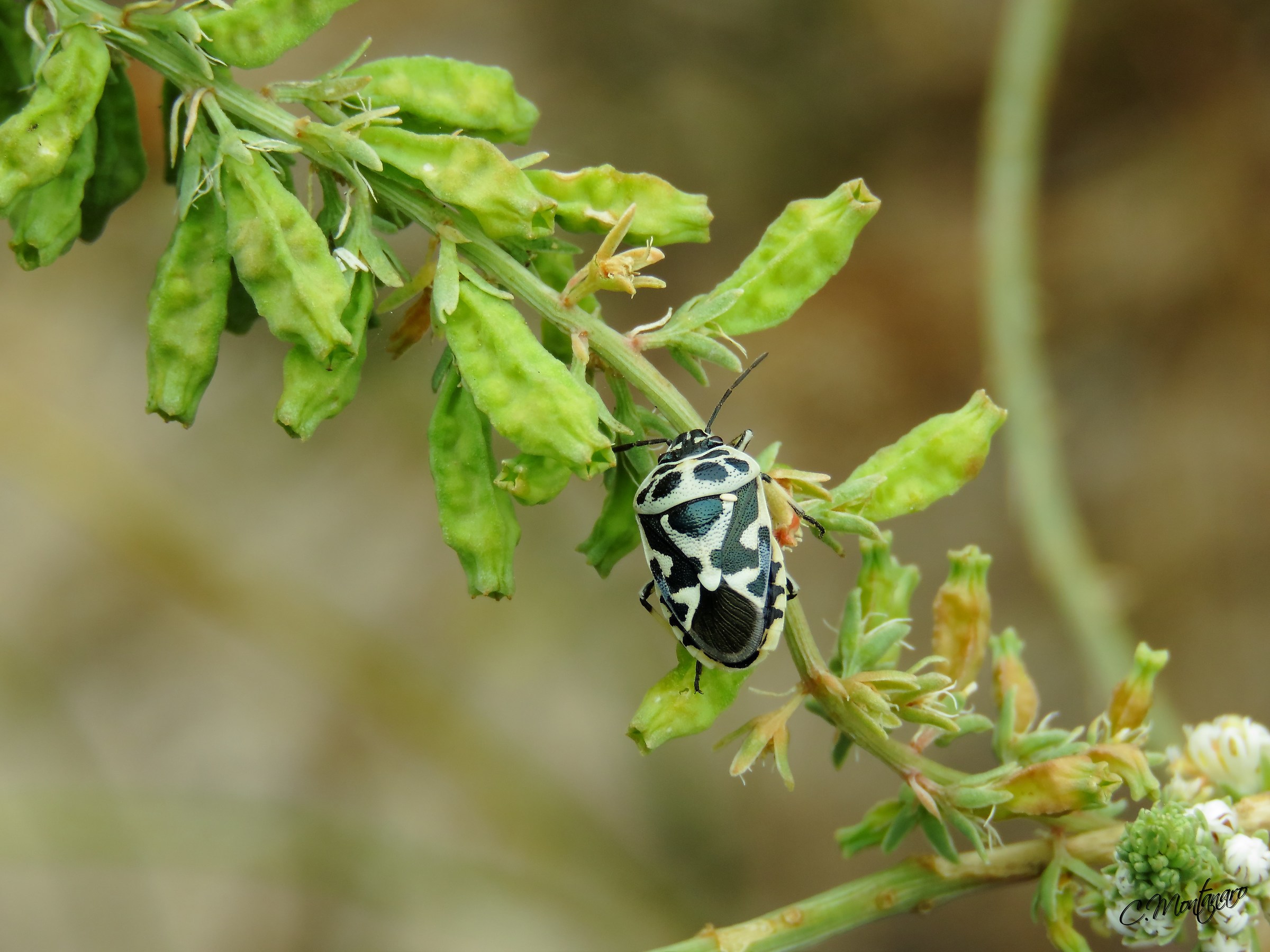 Cimice dei cavolfiori "Eurydema ventralis"