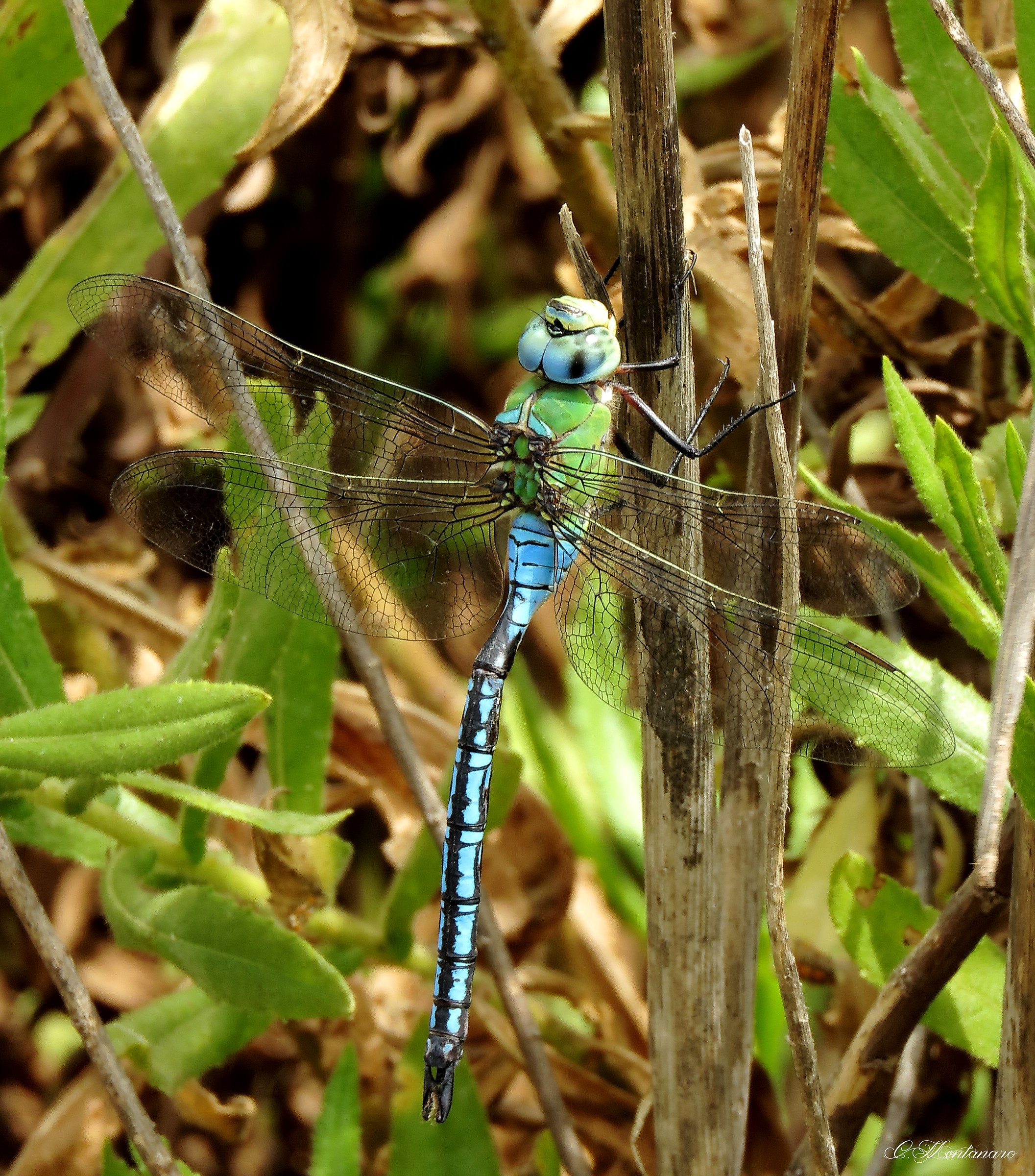 anax imperator