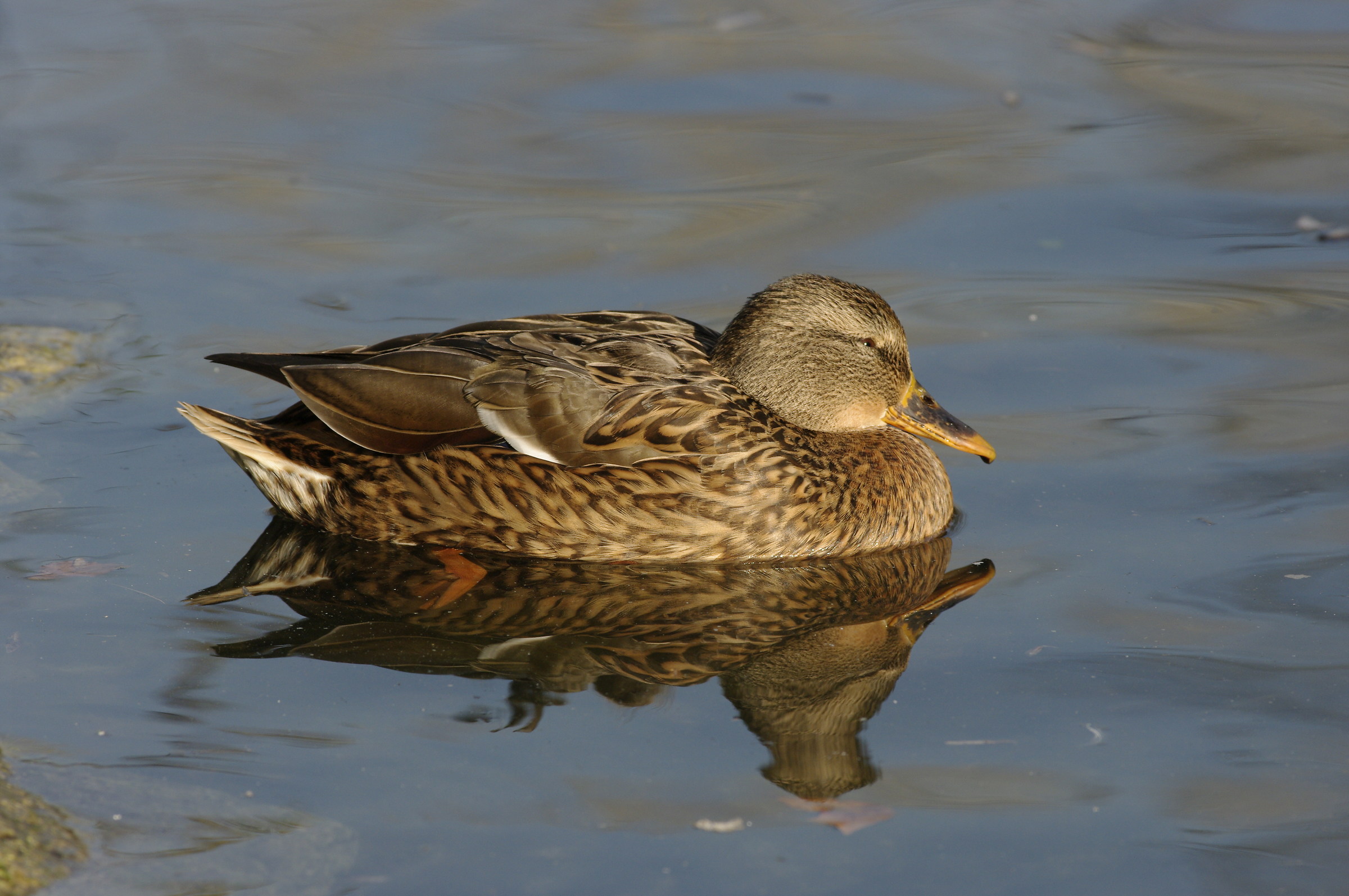 Gadwall (Anasstrepera)
