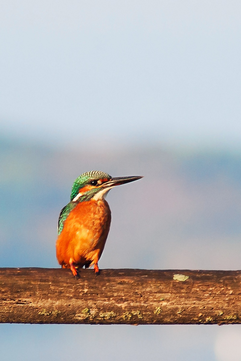 Kingfisher
