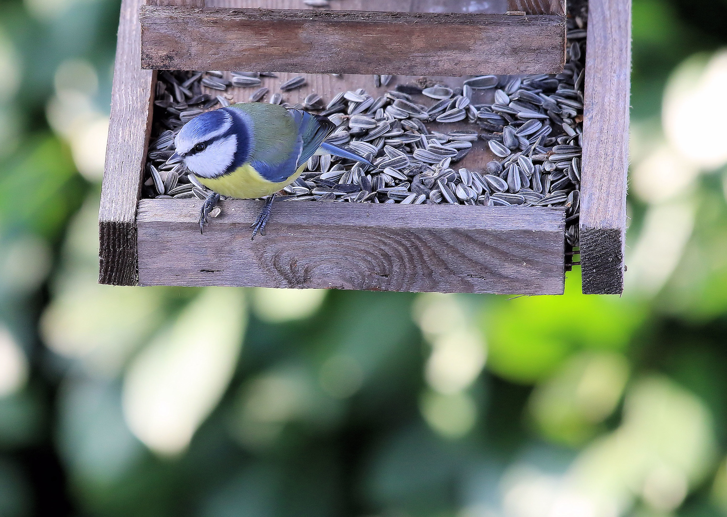il pasto della cinciarella