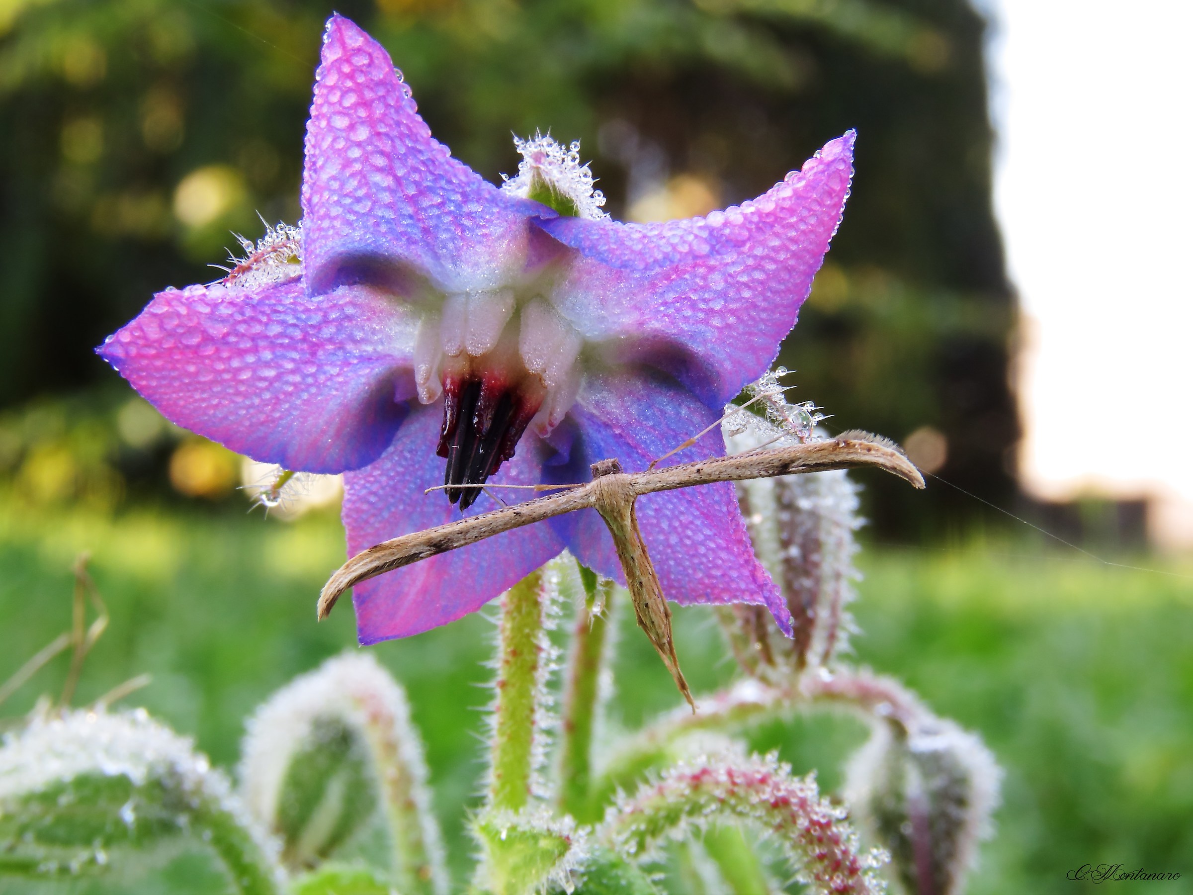Emmelina monodactyla su Borago officinalis