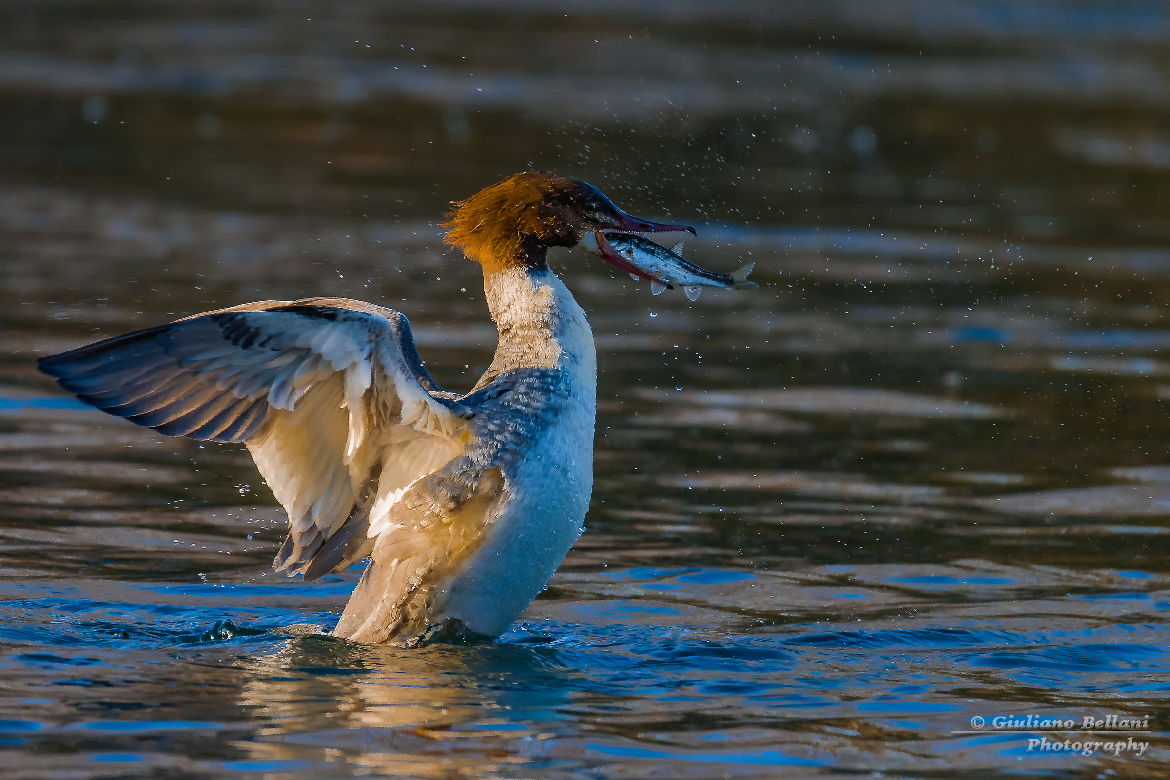 Smergo Maggiore con preda