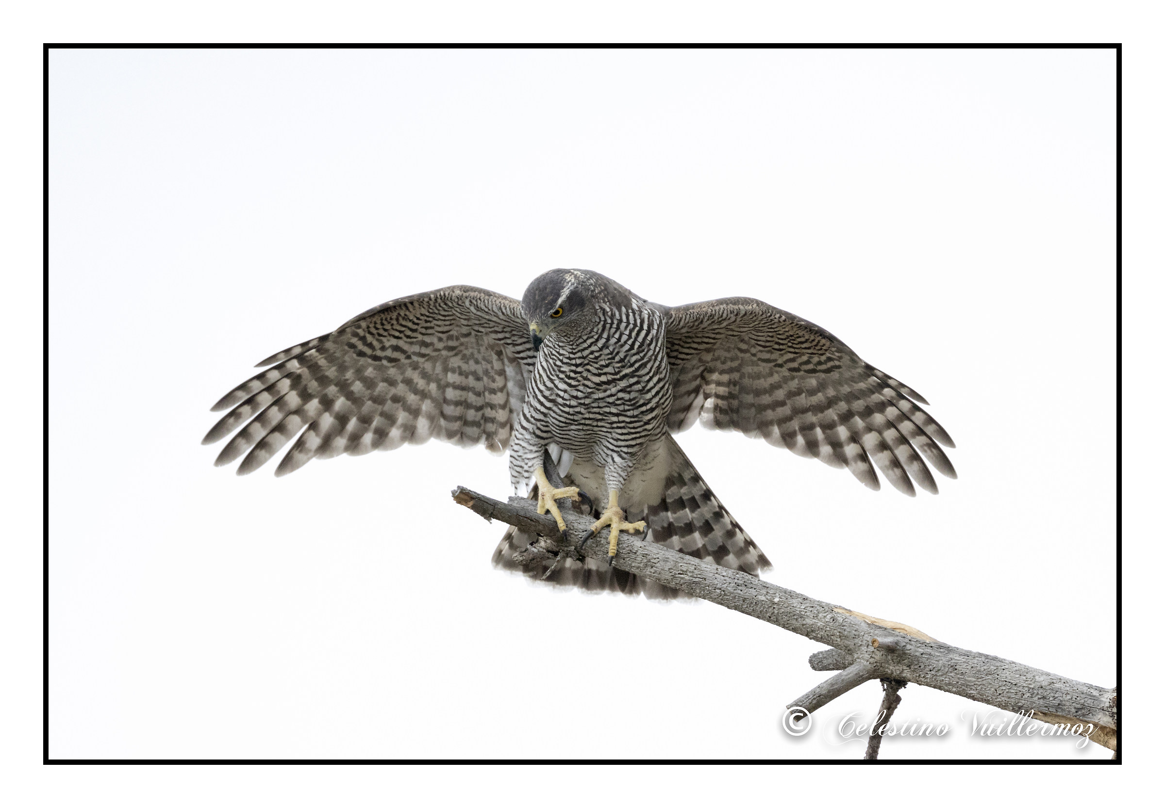 Goshawk