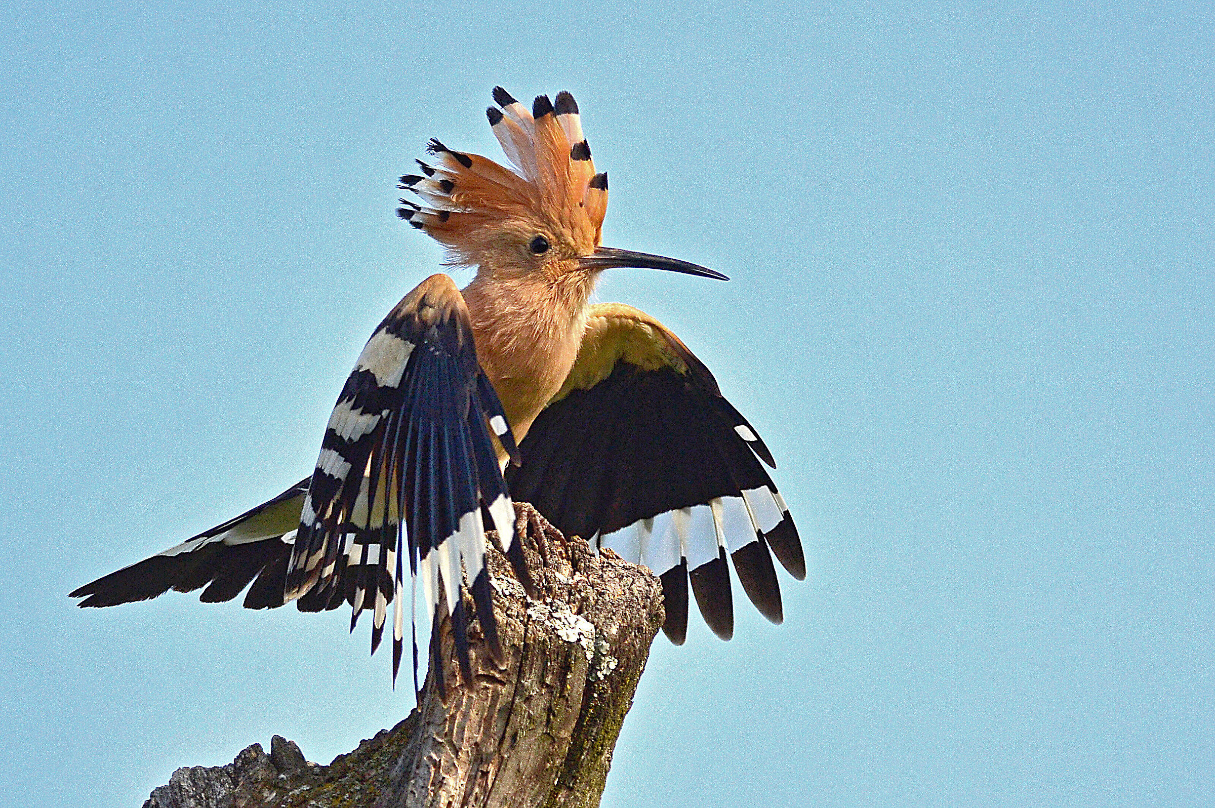 Hoopoe in dance