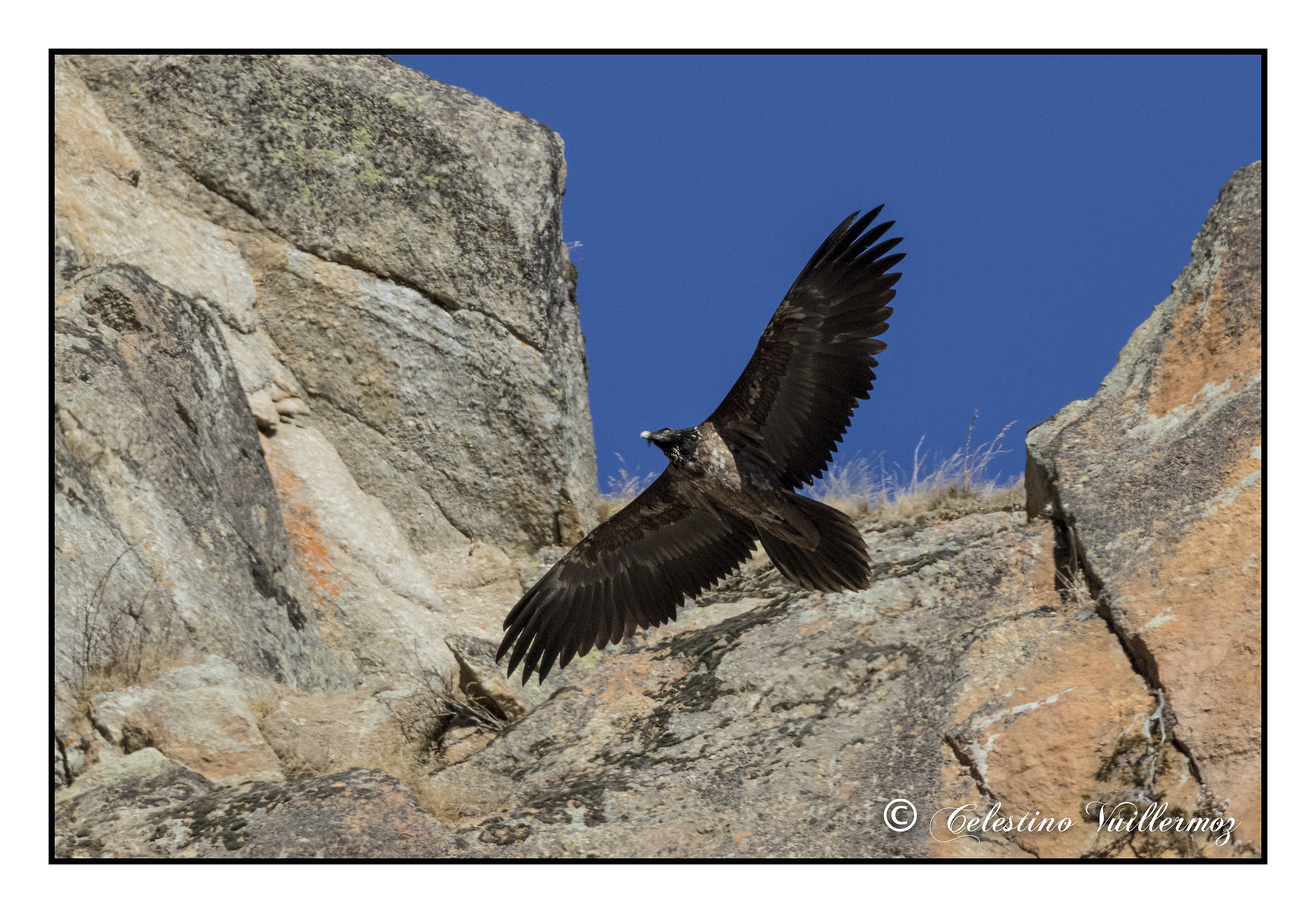 Bearded Vulture Immature "Vera"