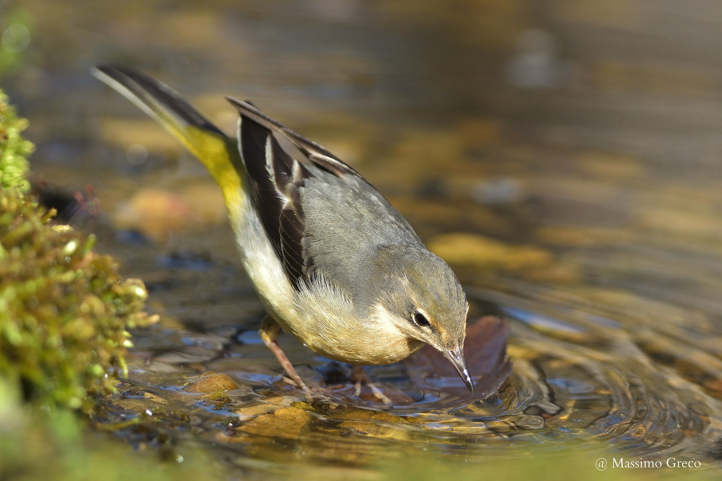 yellow wagtail