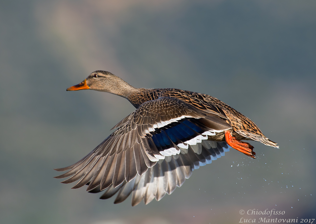 Female mallard