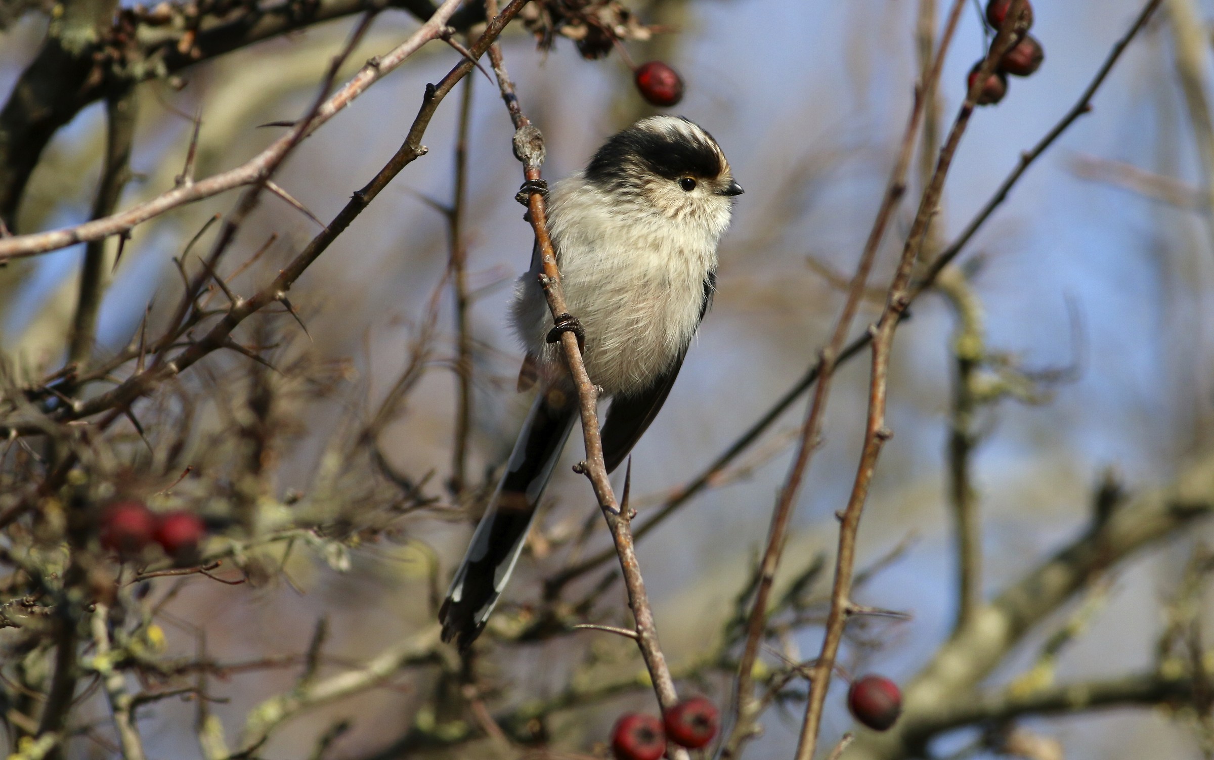 Long-tailed Tit