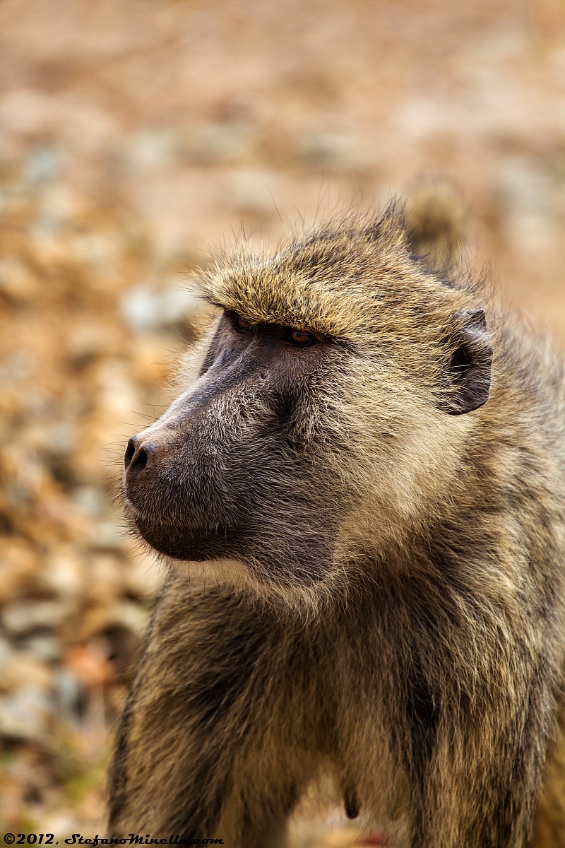 Ritratto di Babbuino Giallo