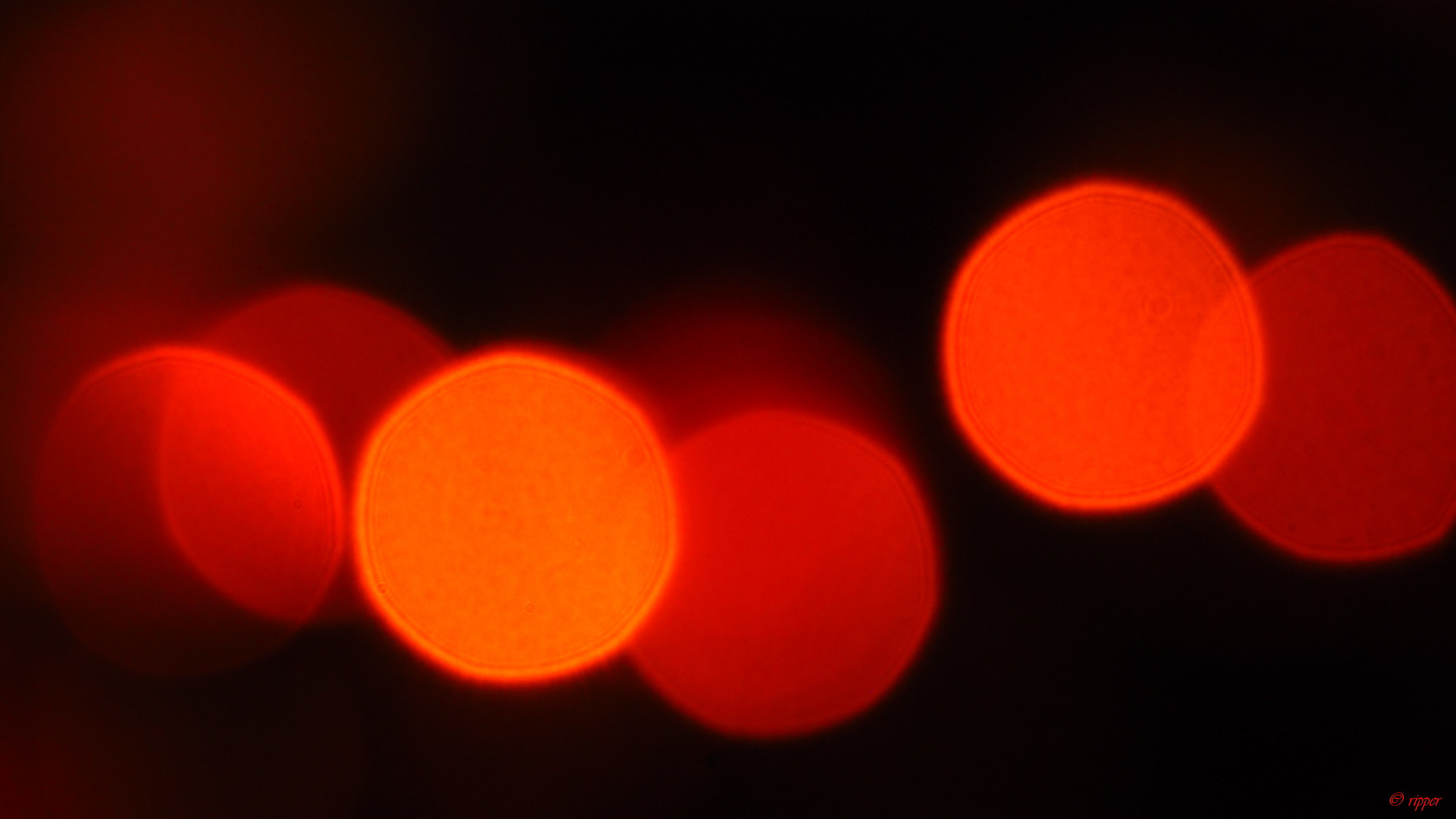 Christmas blood cells