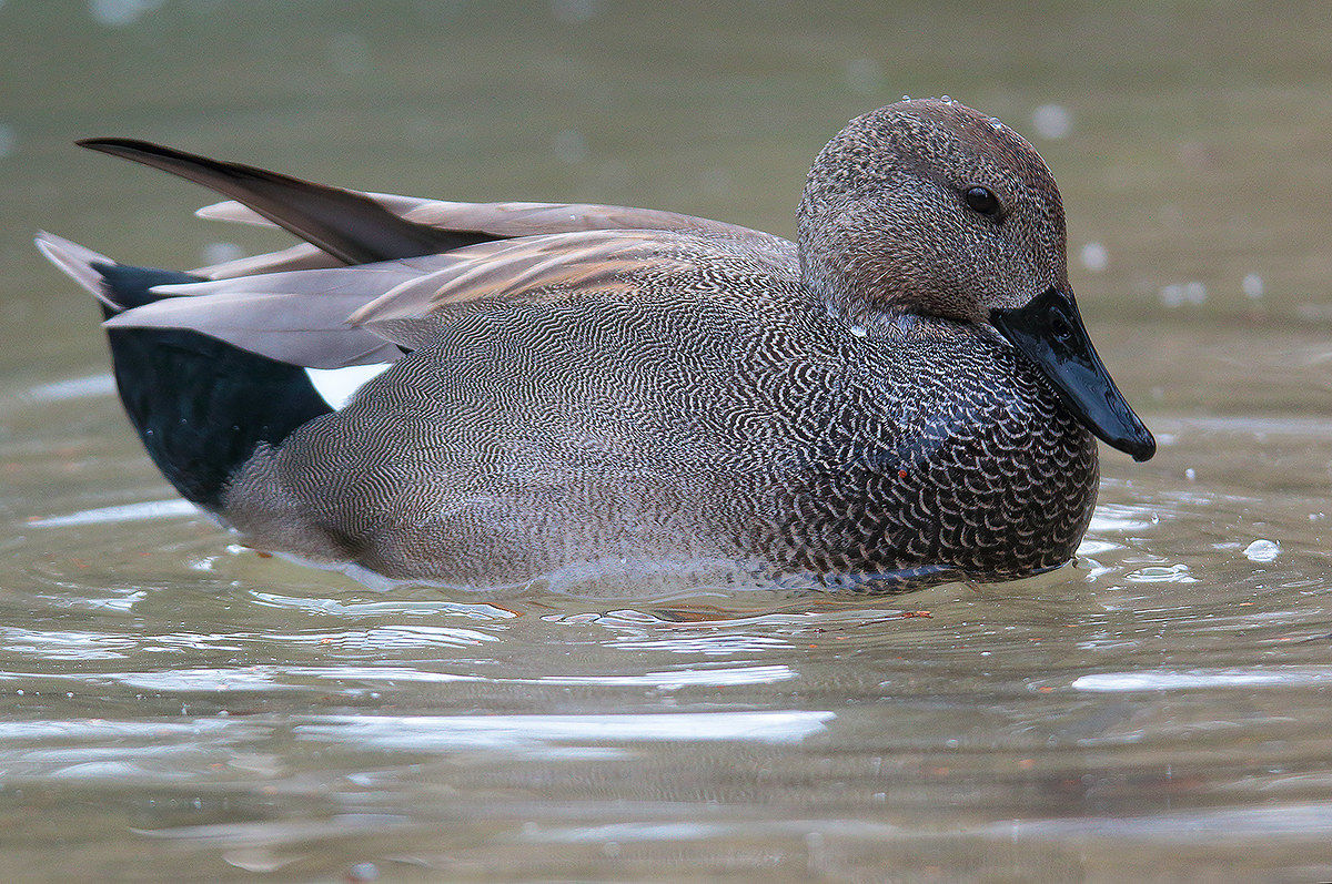 Gadwall