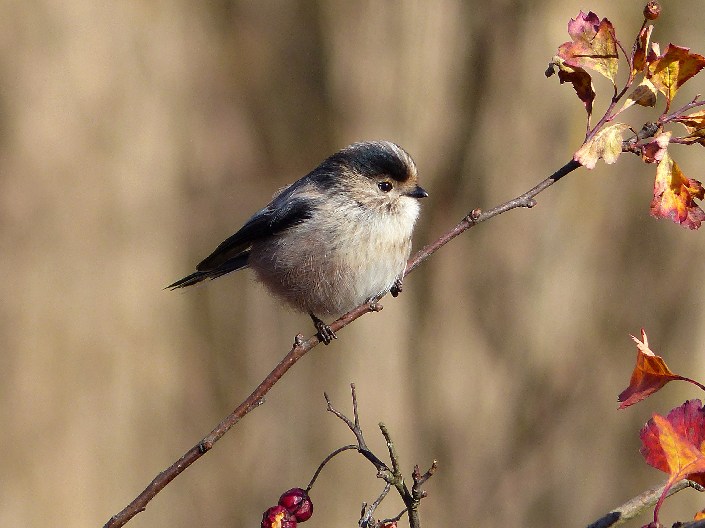 Long-tailed Tit
