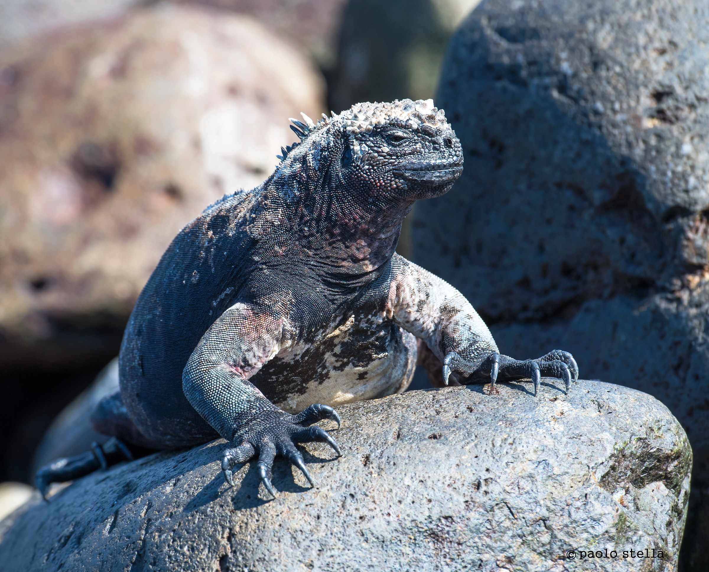 artigli - iguana marina