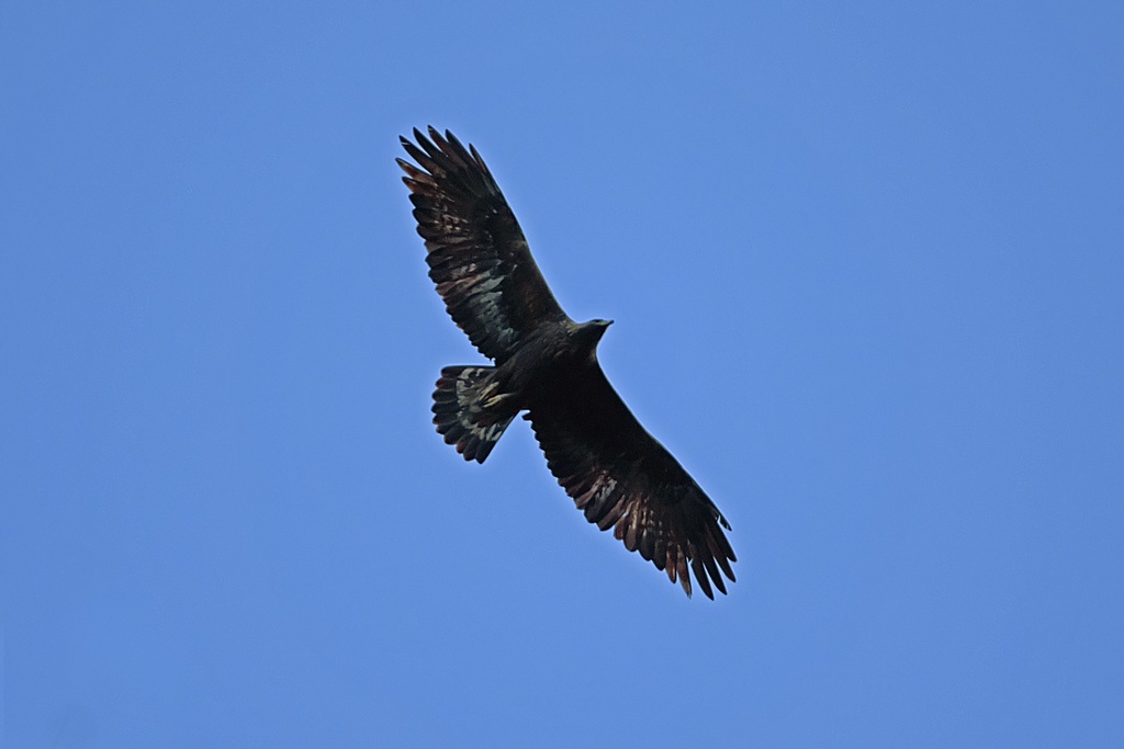 Golden Eagle