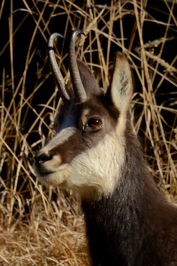 Chamois
